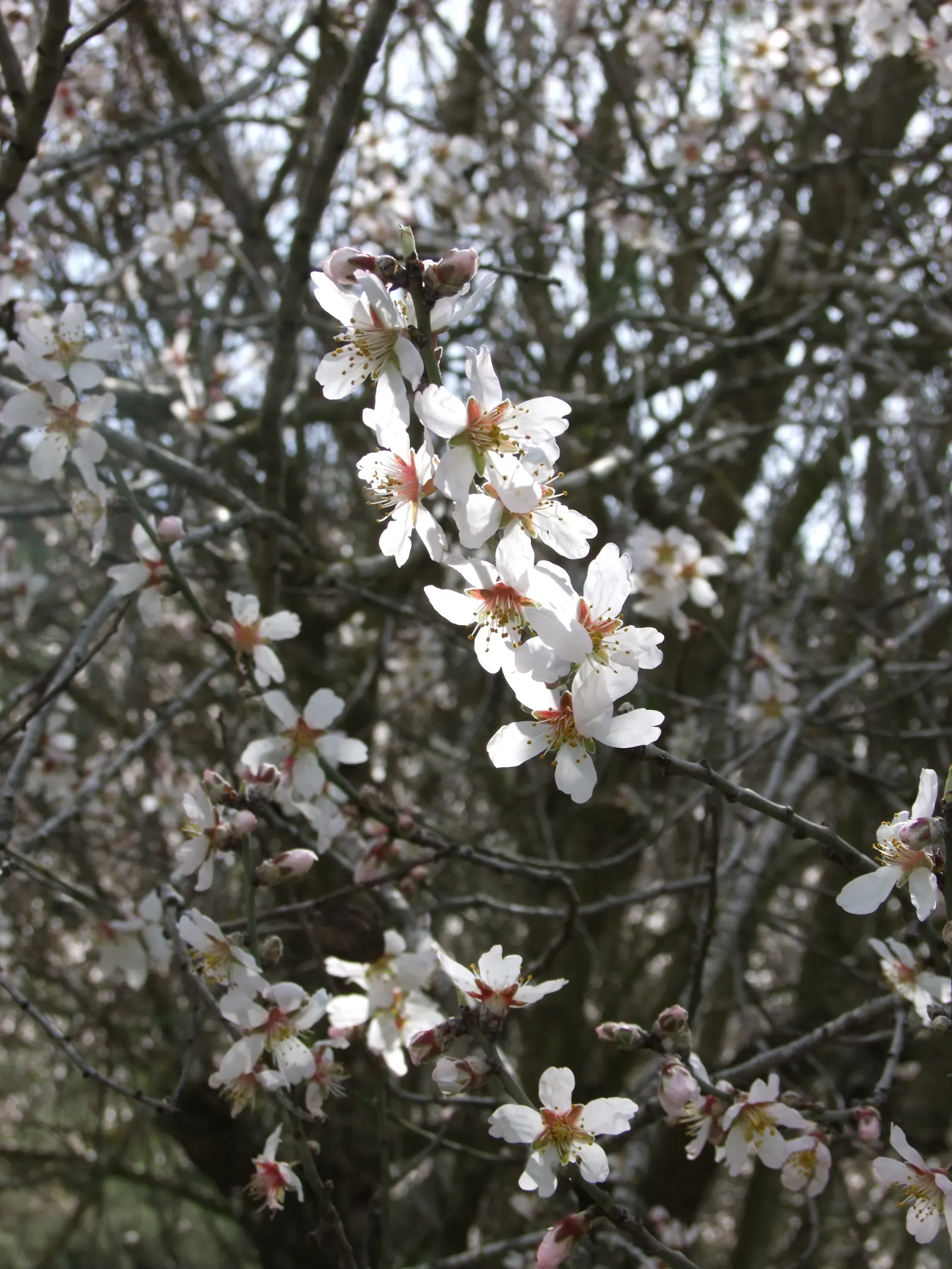 Flowering Almond (Prunus Triloba) — The Flowering Almond, Prunus triloba, is a deciduous shrub with an ornamental flourish; ideal for zones 4-8, it, image 111