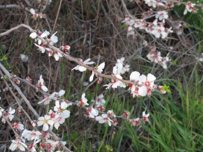 Flowering Almond (Prunus Triloba) — pink flowers in the garden; pruning can maintain its rounded shape, and it's a stunning focal point for small, image 86
