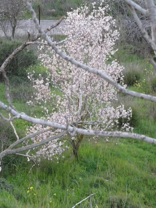 Flowering Almond (Prunus Triloba) — Ideal for zones 4-8, it prefers full sun to partial shade and well-drained soil; in mid-spring, this plant, image 92