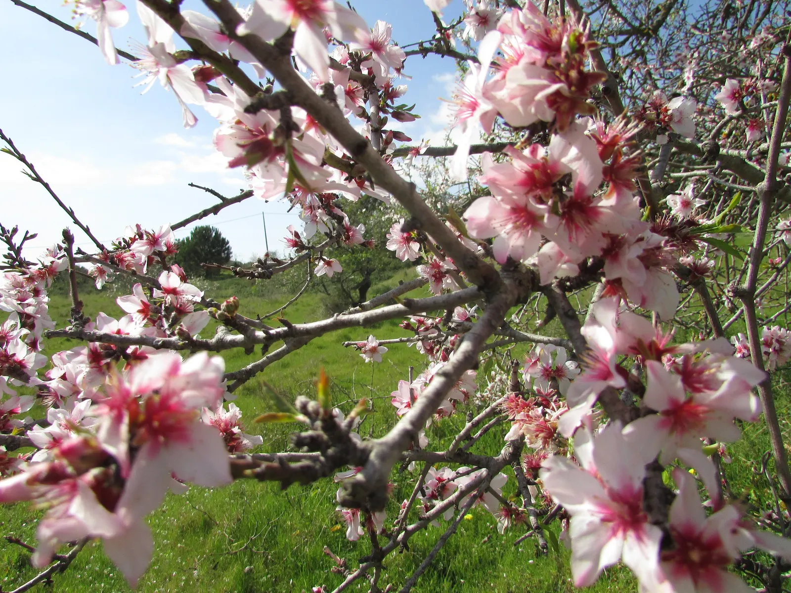 Flowering Almond (Prunus Triloba) — adding both privacy and beauty to any yard; providing multi-season interest, image 62