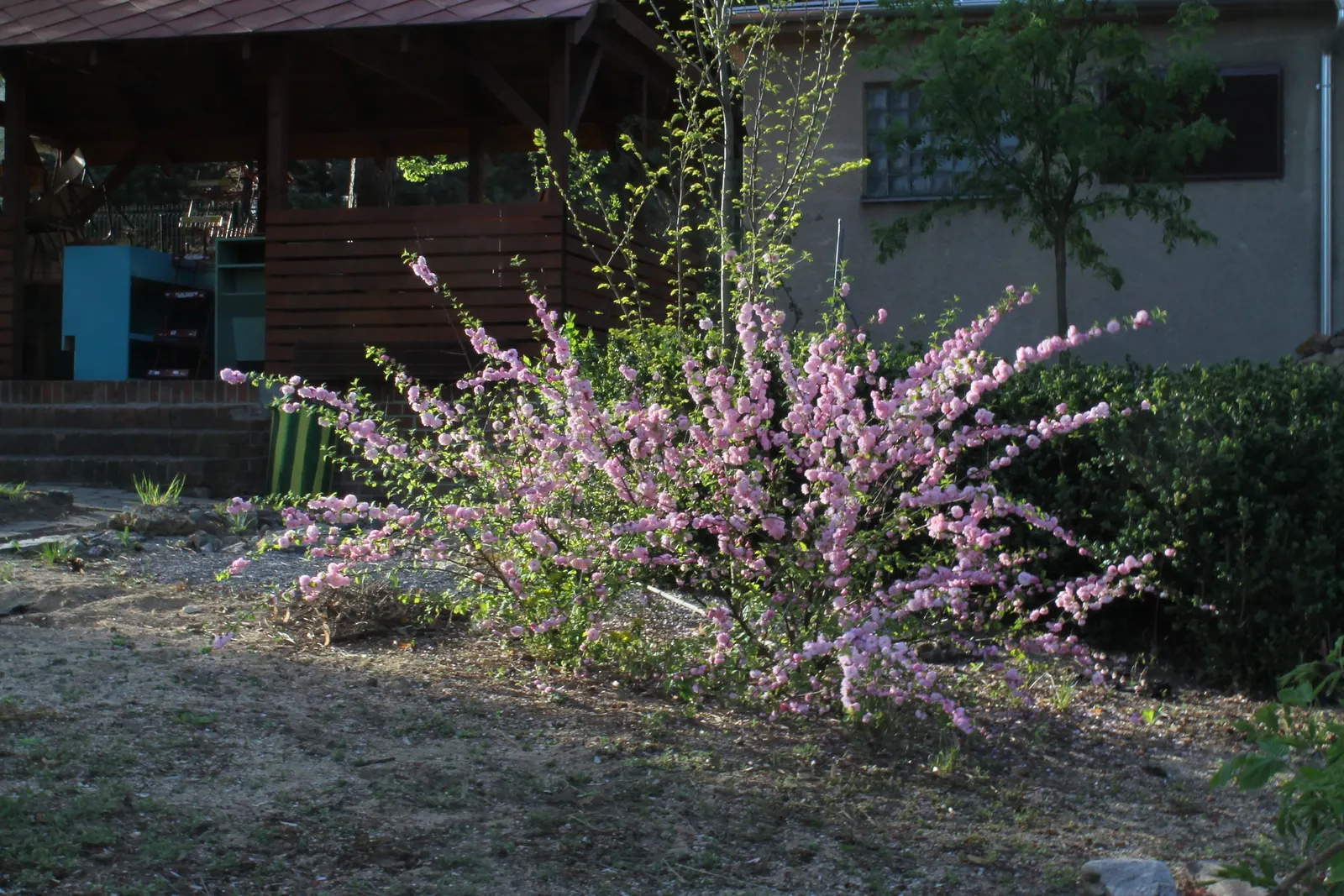 Flowering Almond (Prunus Triloba) — The Flowering Almond is relatively easy to maintain; shrub with pink blooms