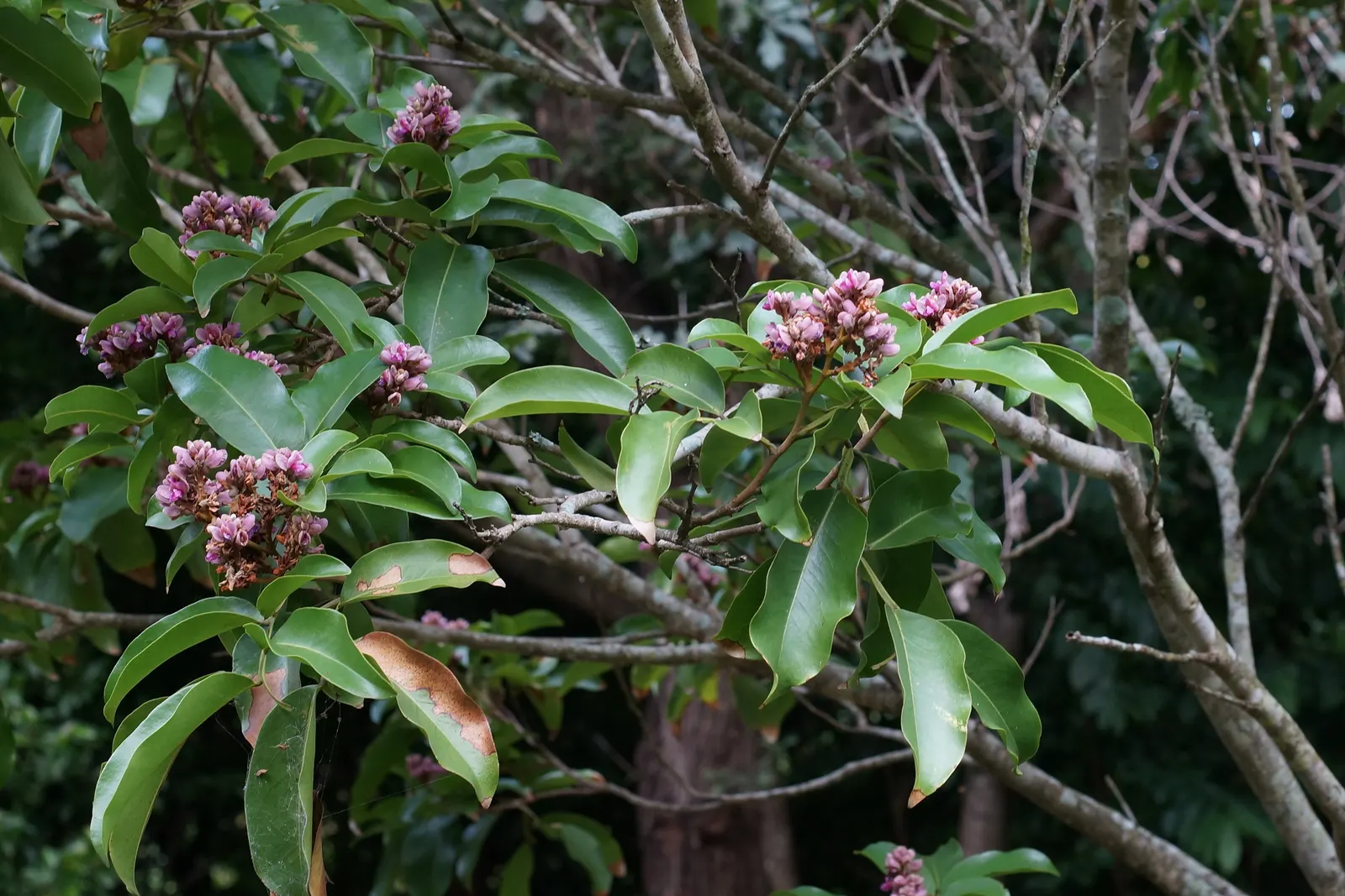 Flowering Almond (Prunus Triloba) — Each blossom measures around 1.5 inches in diameter; the Flowering Almond, Prunus triloba, is a deciduous shrub, image 98