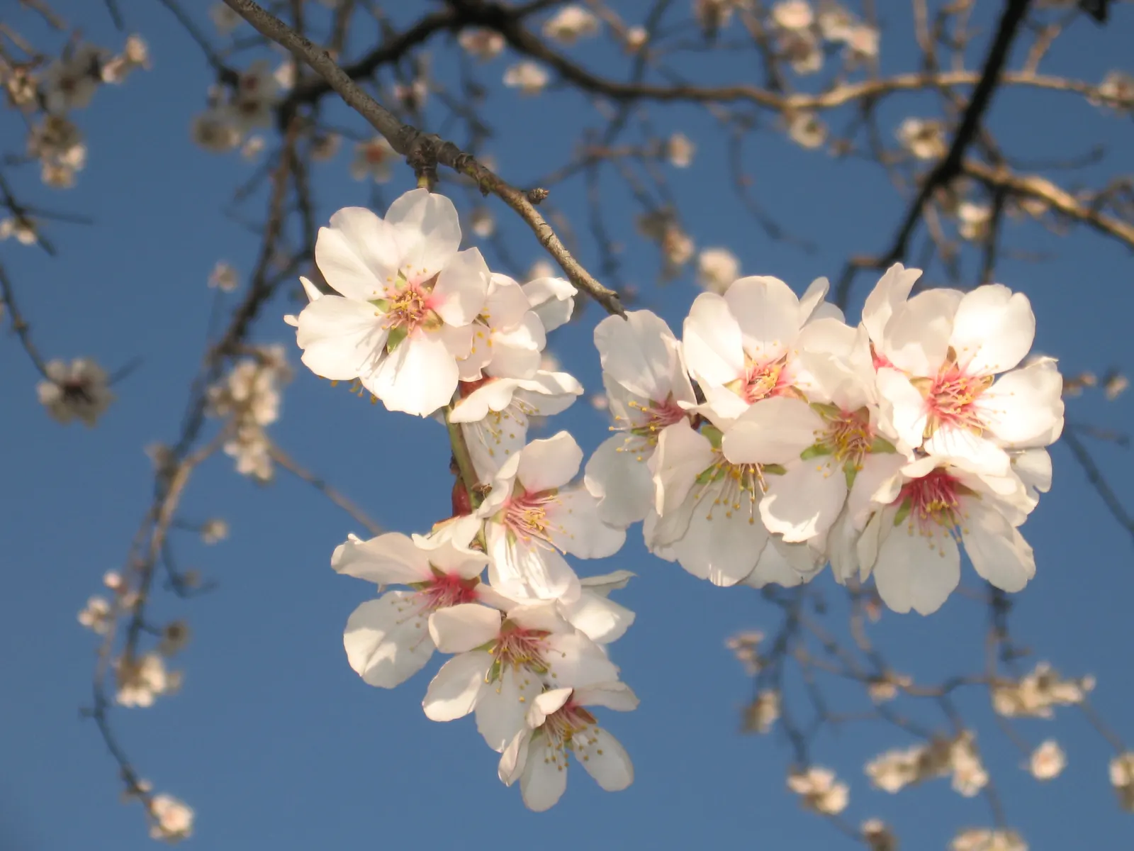 Flowering Almond (Prunus Triloba) — pink flowers in the garden; pruning can maintain its rounded shape, and it's a stunning focal point for small, image 108