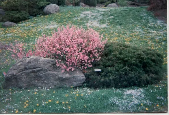 Flowering Almond (Prunus Triloba) — adding both privacy and beauty to any yard