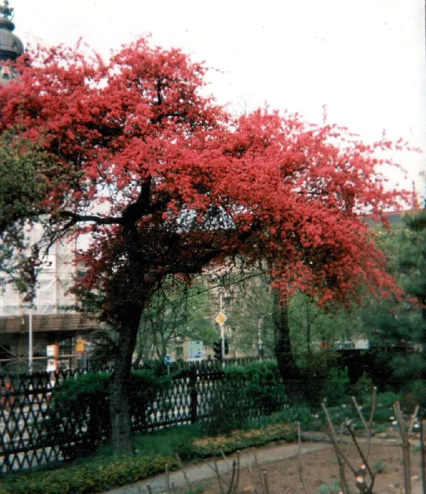 Flowering Almond (Prunus Triloba) — It is a low-maintenance plant that, when properly situated, will provide a breathtaking bloom year after year, image 107