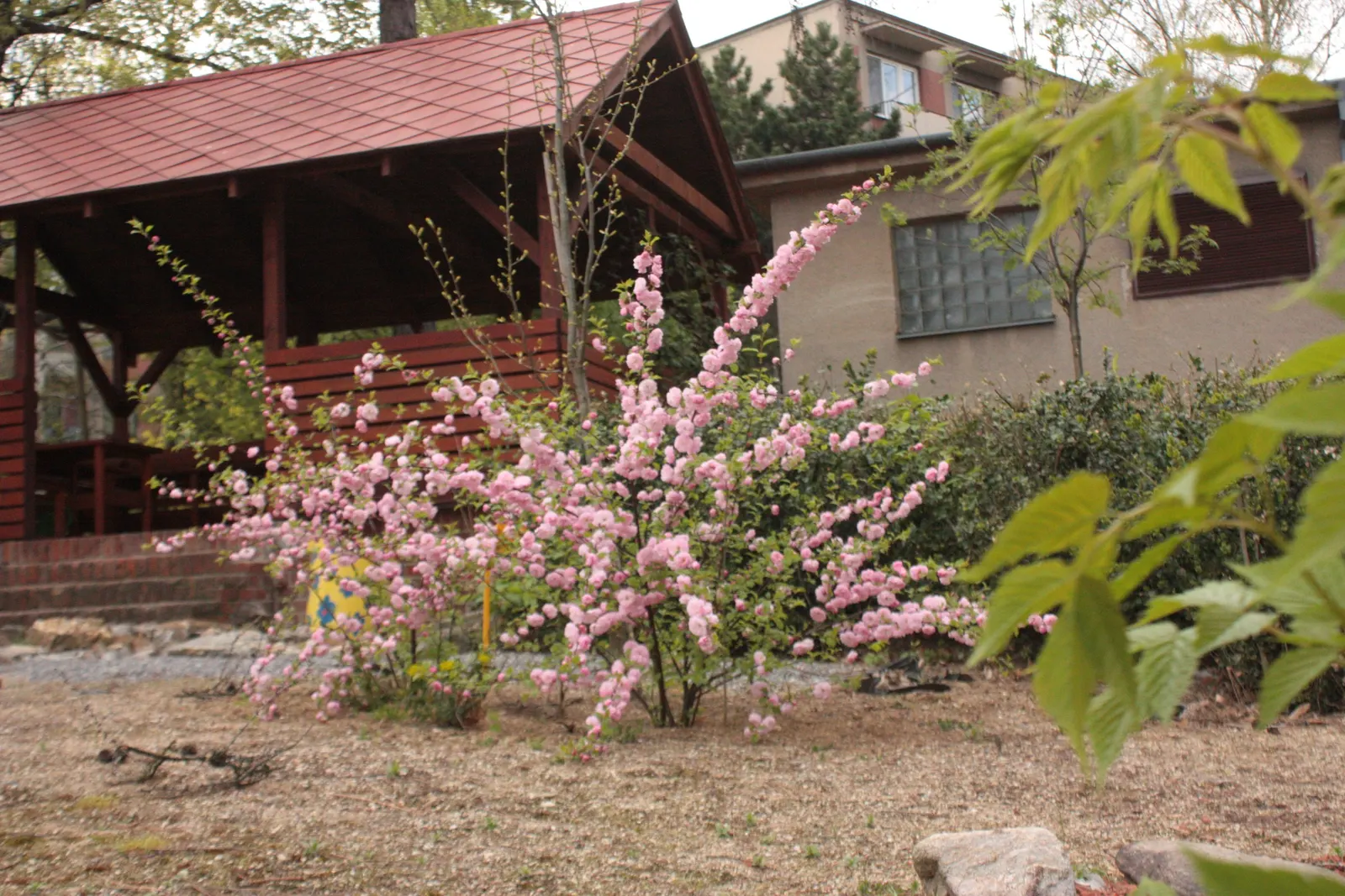 Flowering Almond (Prunus Triloba) — It typically grows to an average height and spread of 10 to 15 feet and offers a compact; creating an impressive floral