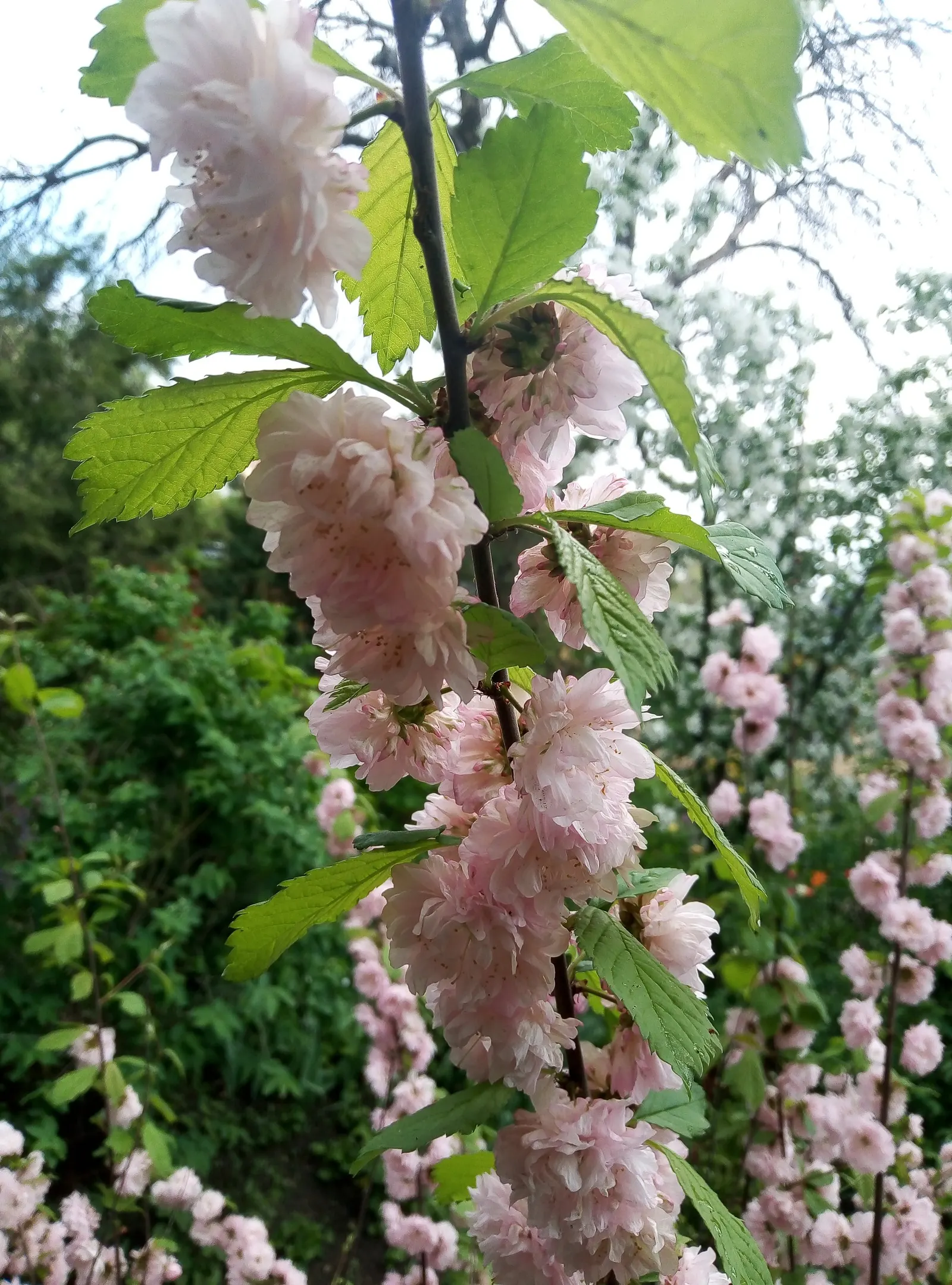 Flowering Almond (Prunus Triloba) — shrub with pink blooms; prunus triloba has green foliage that turns to hues of yellow or greenish-yellow in the, image 65