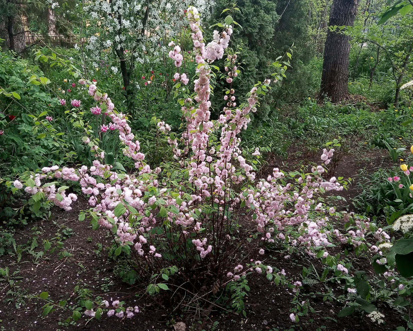 Flowering Almond (Prunus Triloba) — Ideal for zones 4-8, it prefers full sun to partial shade and well-drained soil