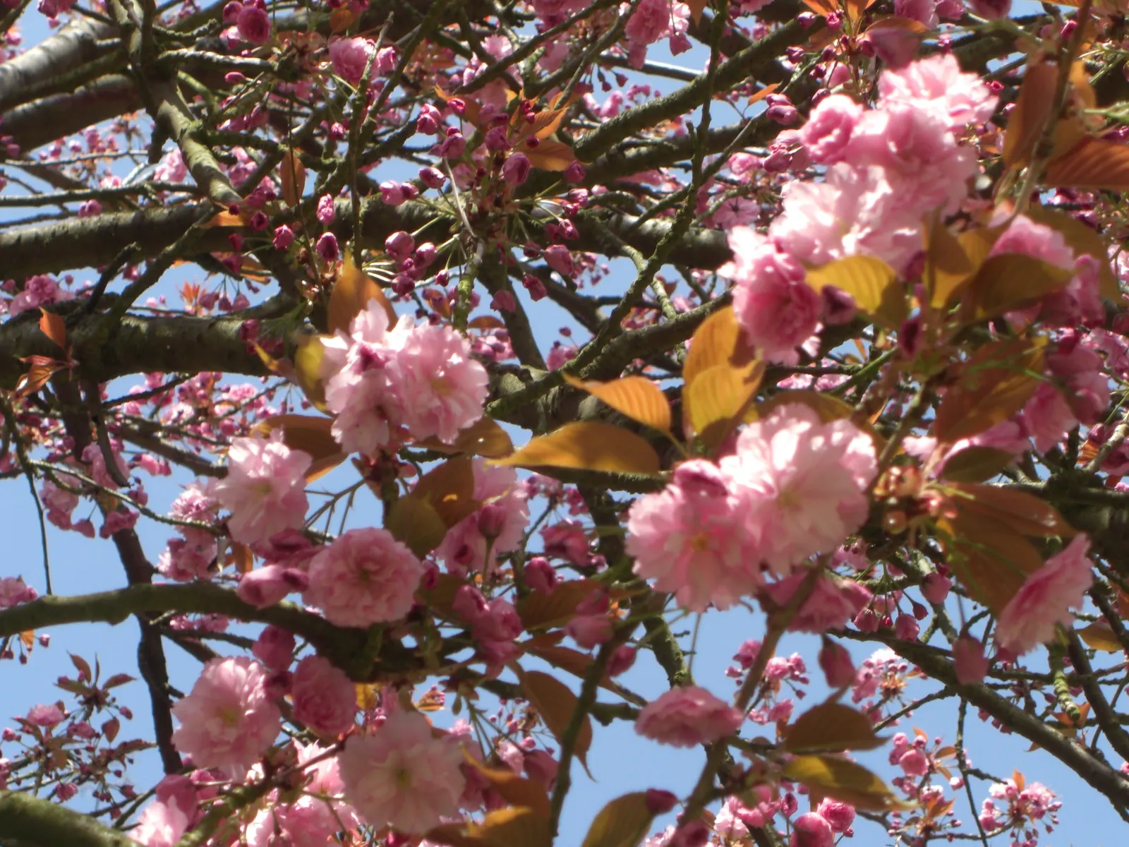 Flowering Almond (Prunus Triloba) — It grows to about 10-15 feet high and spans roughly 10-12 feet wide; offering a delicate yet exuberant, image 46