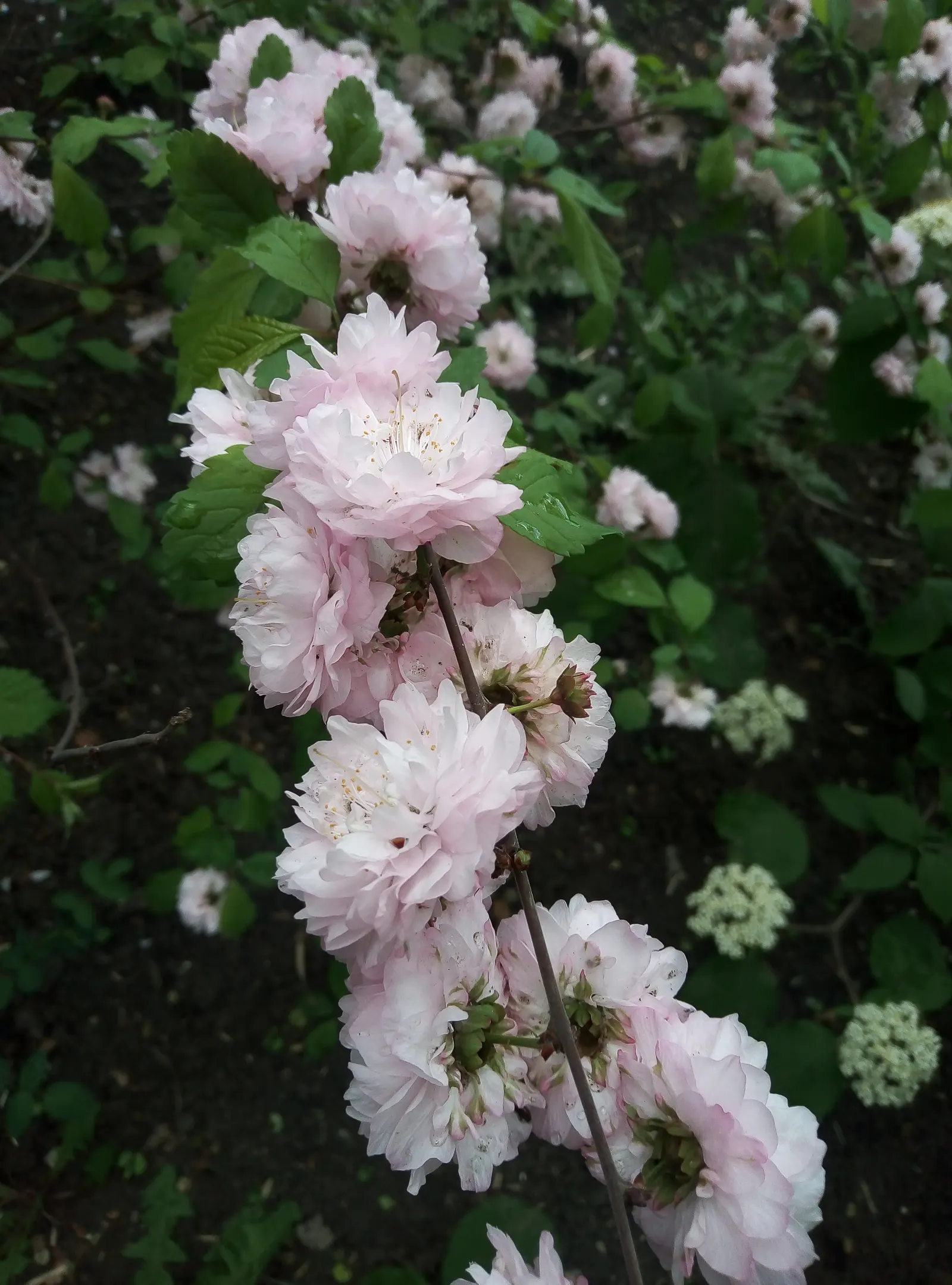 Flowering Almond (Prunus Triloba) — it benefits from protection against harsh winds