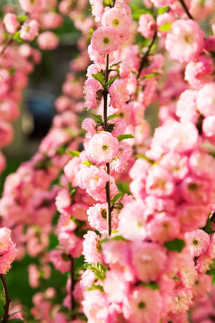 Flowering Almond (Prunus Triloba) — Pruning can maintain its rounded shape, and it's a stunning focal point for small gardens; each blossom, image 93