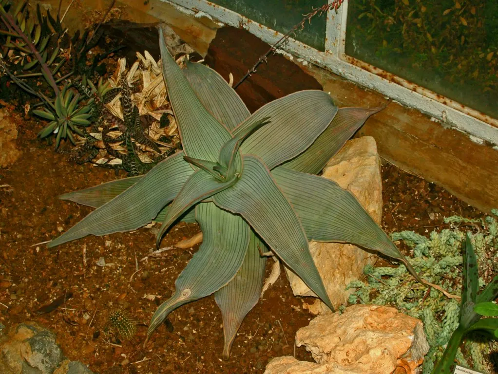 Coral Aloe (Aloe Striata) — Thriving in USDA Hardiness Zones 9 through 11