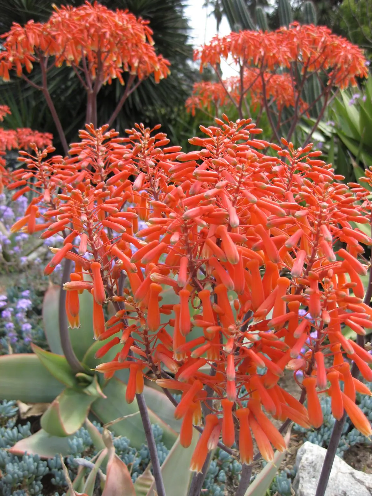 Coral Aloe (Aloe Striata) — succulent with orange and red blooms