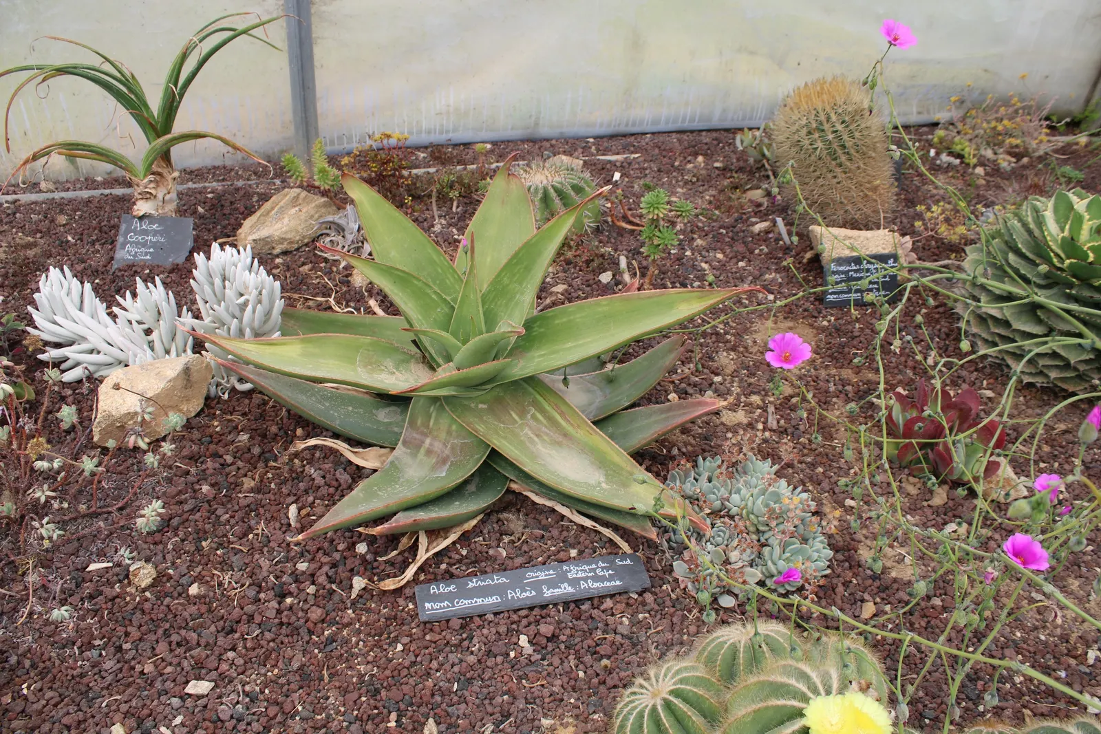 Coral Aloe (Aloe Striata) — Coral Aloe typically reaches heights of about 18 inches with an equal spread, forming handsome rosettes