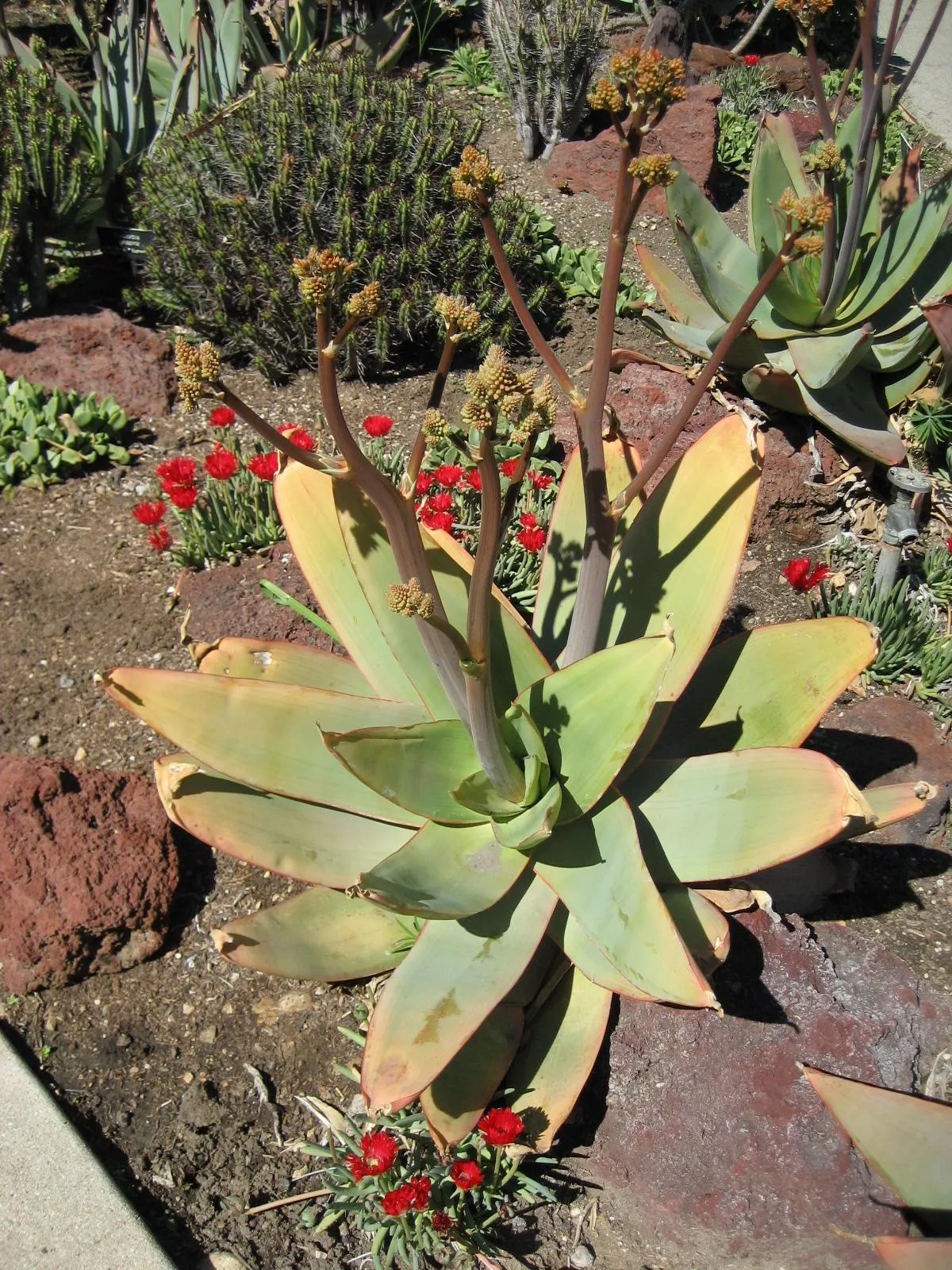 Coral Aloe (Aloe Striata) — It reaches up to 18 inches in height and spreads up to 24 inches, creating a rosette form; the Coral Aloe (Aloe striata) is a