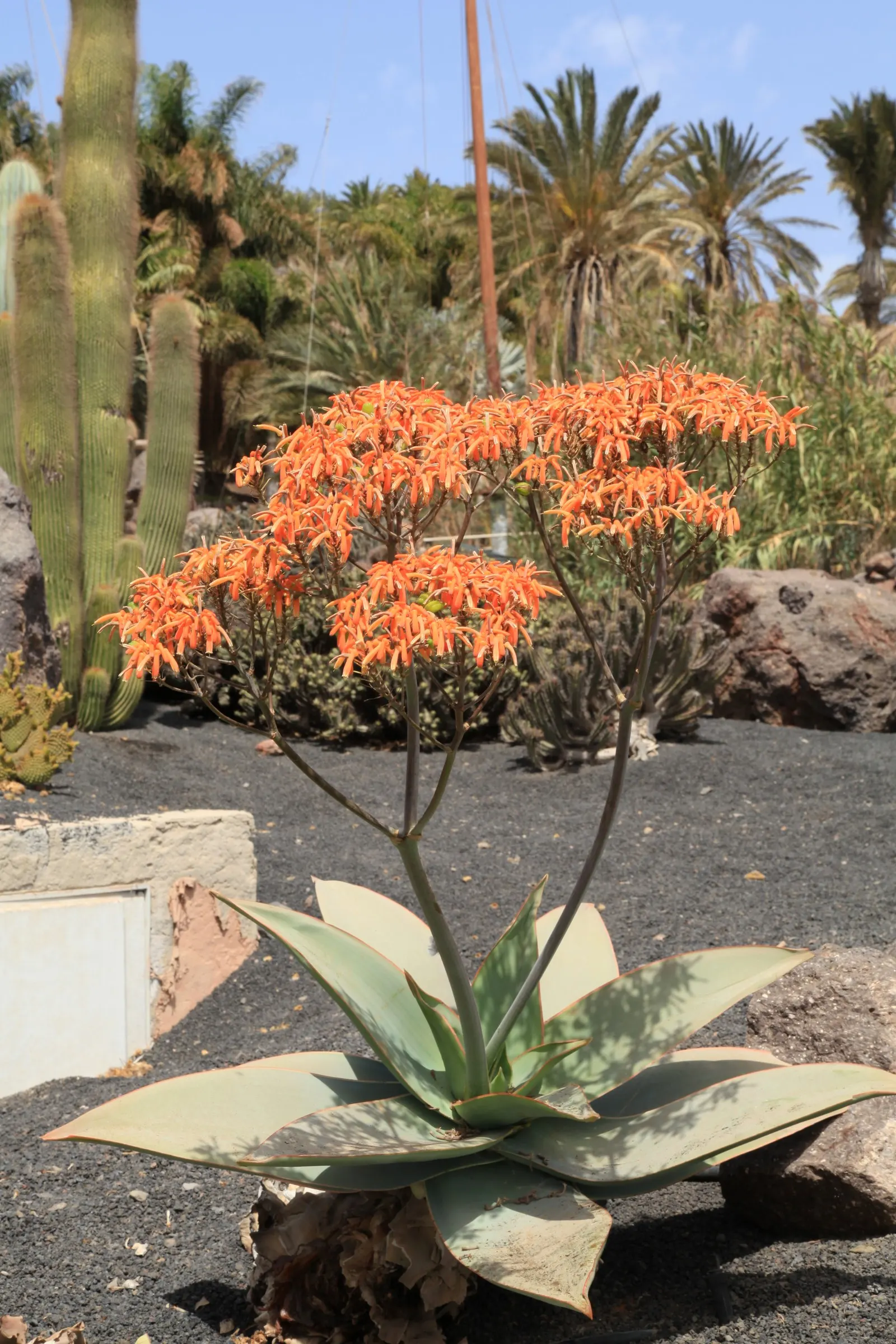 Coral Aloe (Aloe Striata) — These blooms are a magnet for hummingbirds and bees, adding a dynamic aspect to the landscape