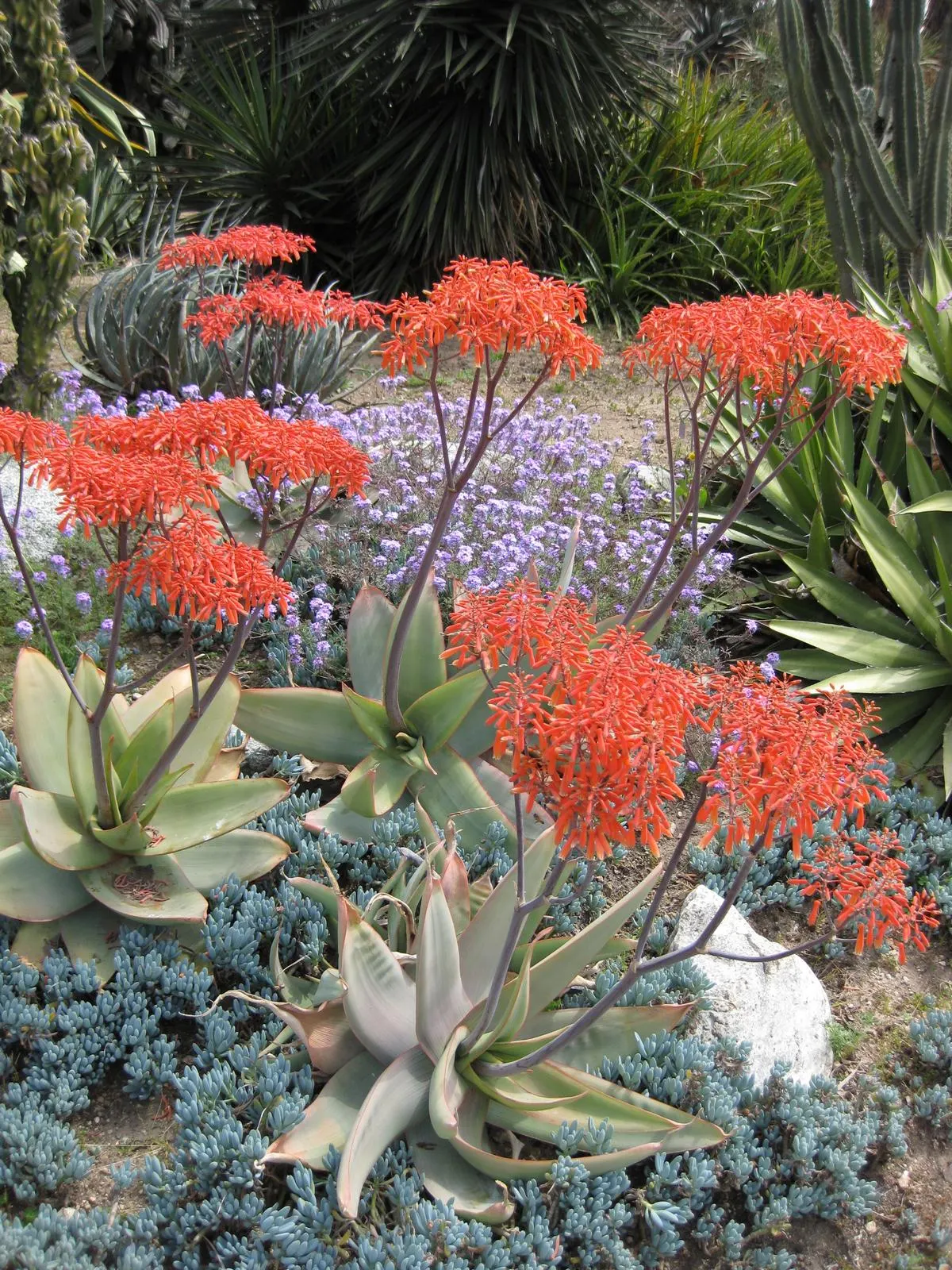 Coral Aloe (Aloe Striata) — or as an accent in xeriscape designs