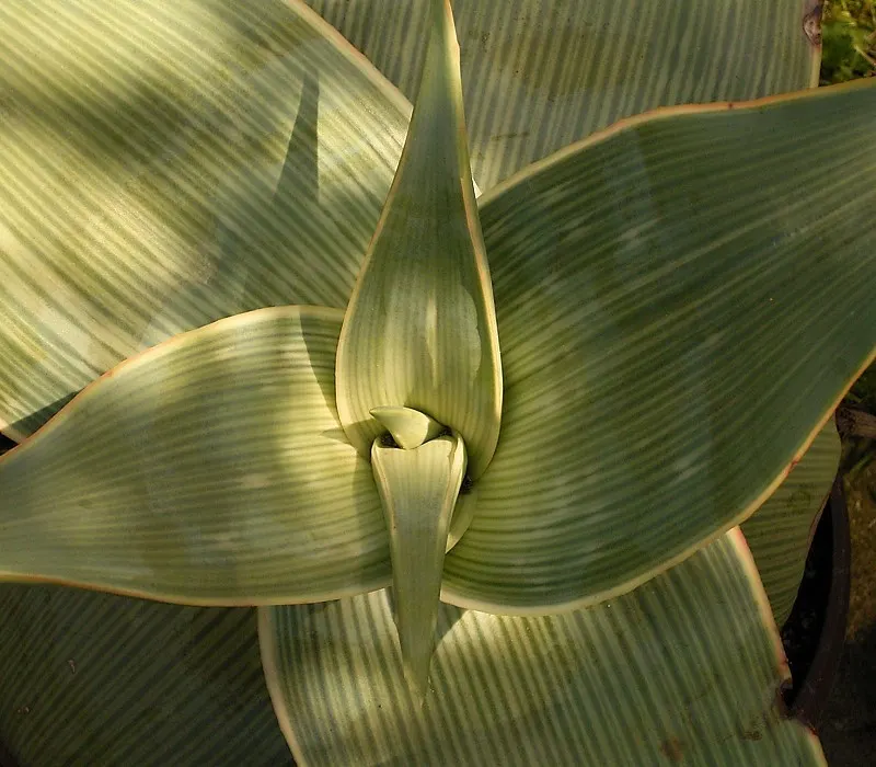 Coral Aloe (Aloe Striata) — drought-tolerant succulent known for its smooth