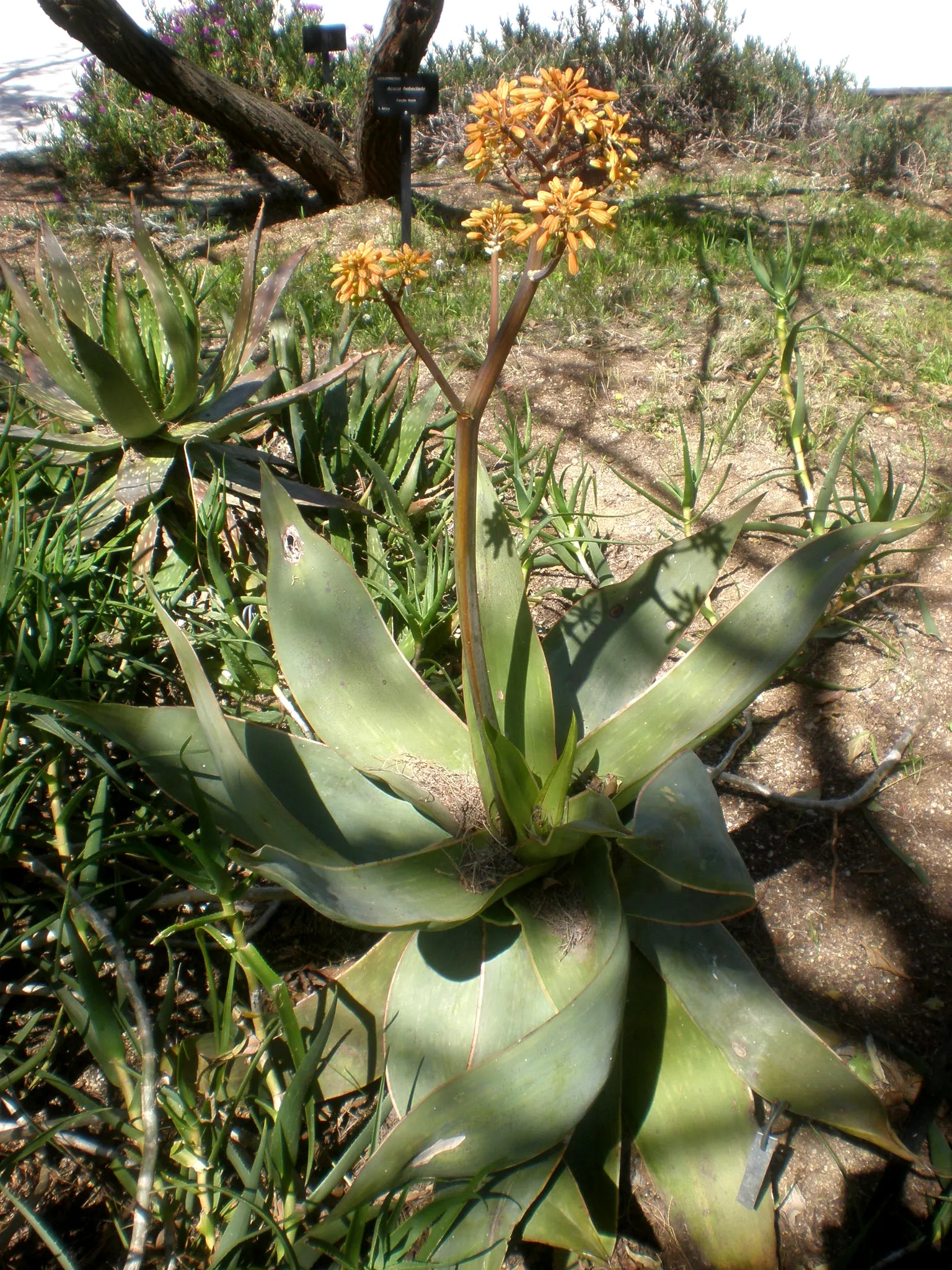 Coral Aloe (Aloe Striata) — is a prized succulent for its distinctive foliage and vibrant floral display; this evergreen plant thrives in well-drained soil and