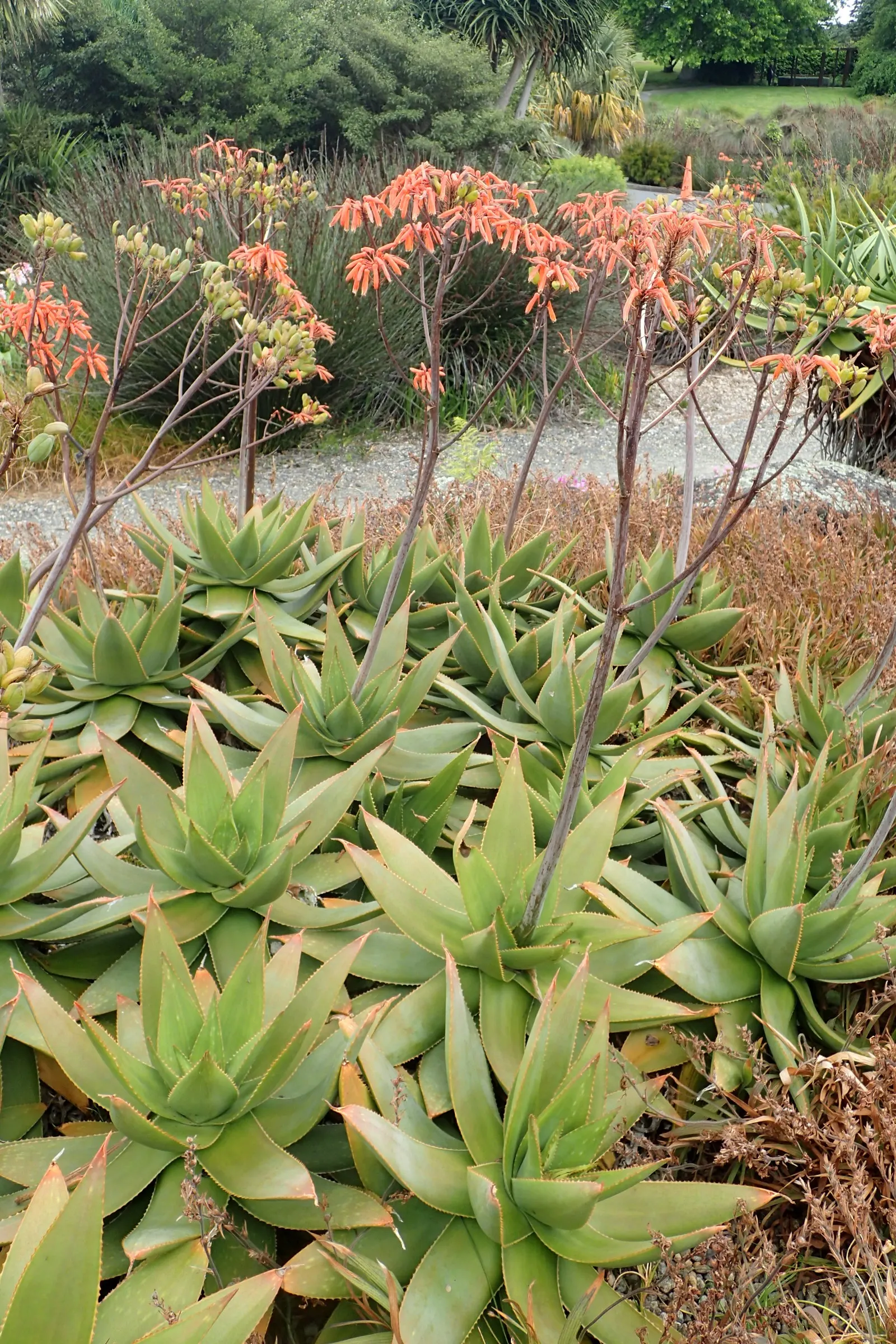 Coral Aloe (Aloe Striata) — is a prized succulent for its distinctive foliage and vibrant floral display