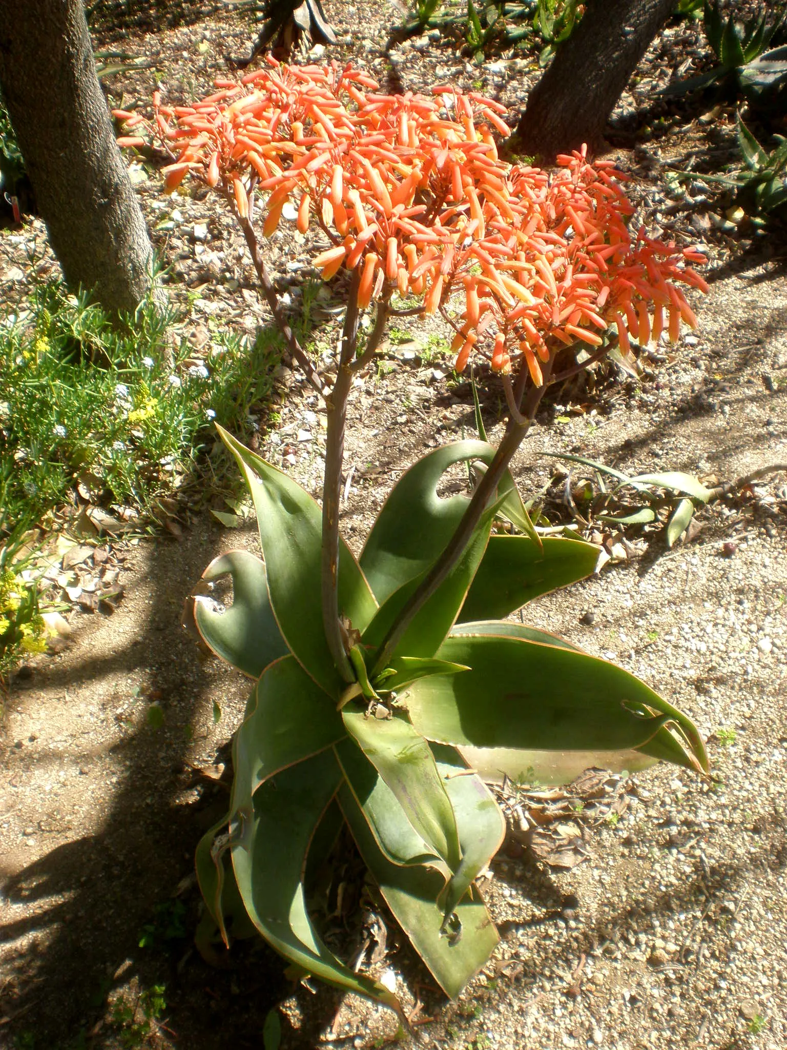 Coral Aloe (Aloe Striata) — flat leaves and vibrant coral-pink flowers