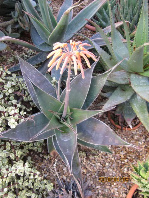 Coral Aloe (Aloe Striata) — With its origins in South Africa, this hardy plant adds an exotic touch to any landscape