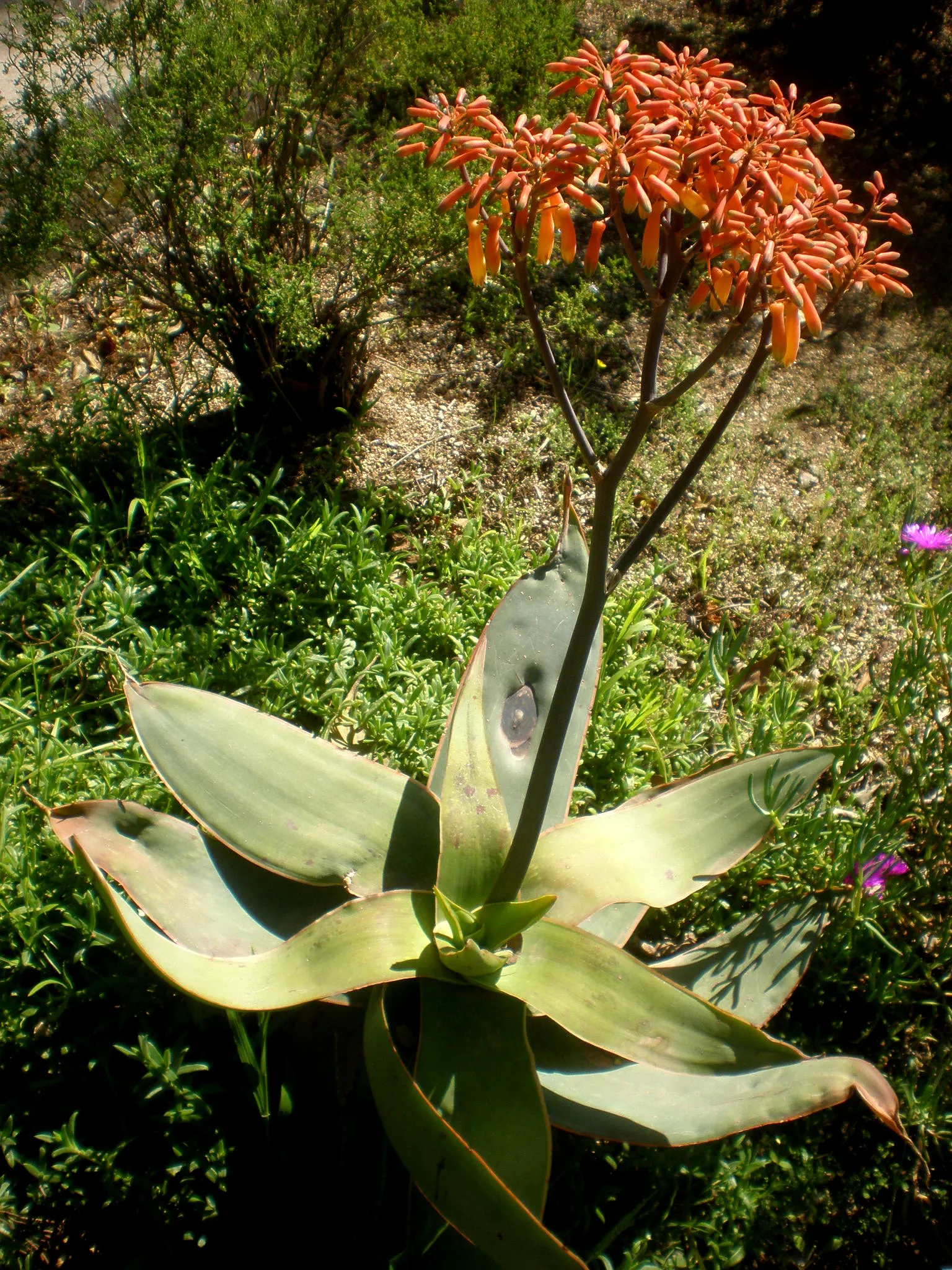 Coral Aloe (Aloe Striata) — The leaves boast a smooth; drought-tolerant succulent known for its smooth
