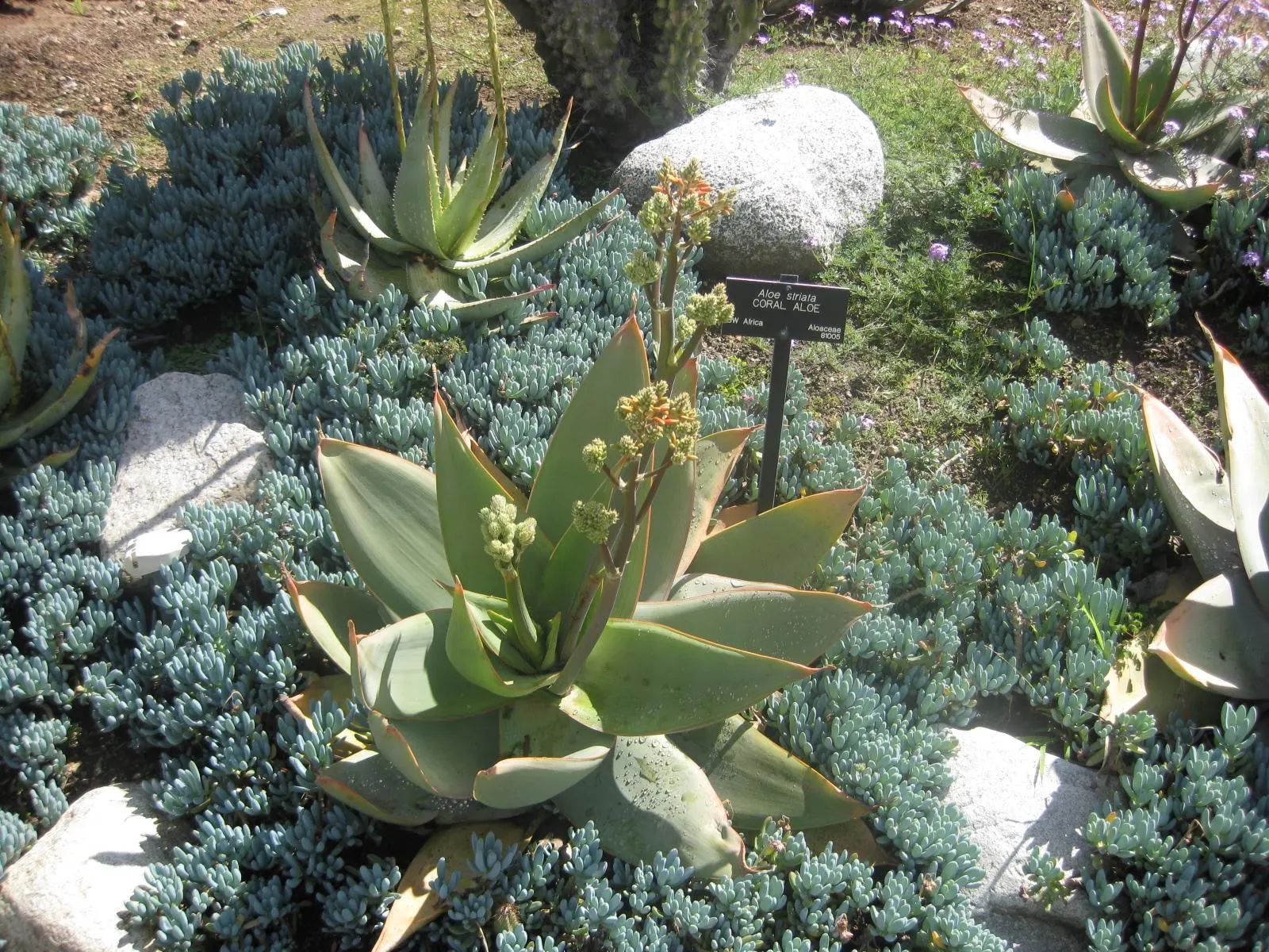 Coral Aloe (Aloe Striata) — succulent for full or half or shade