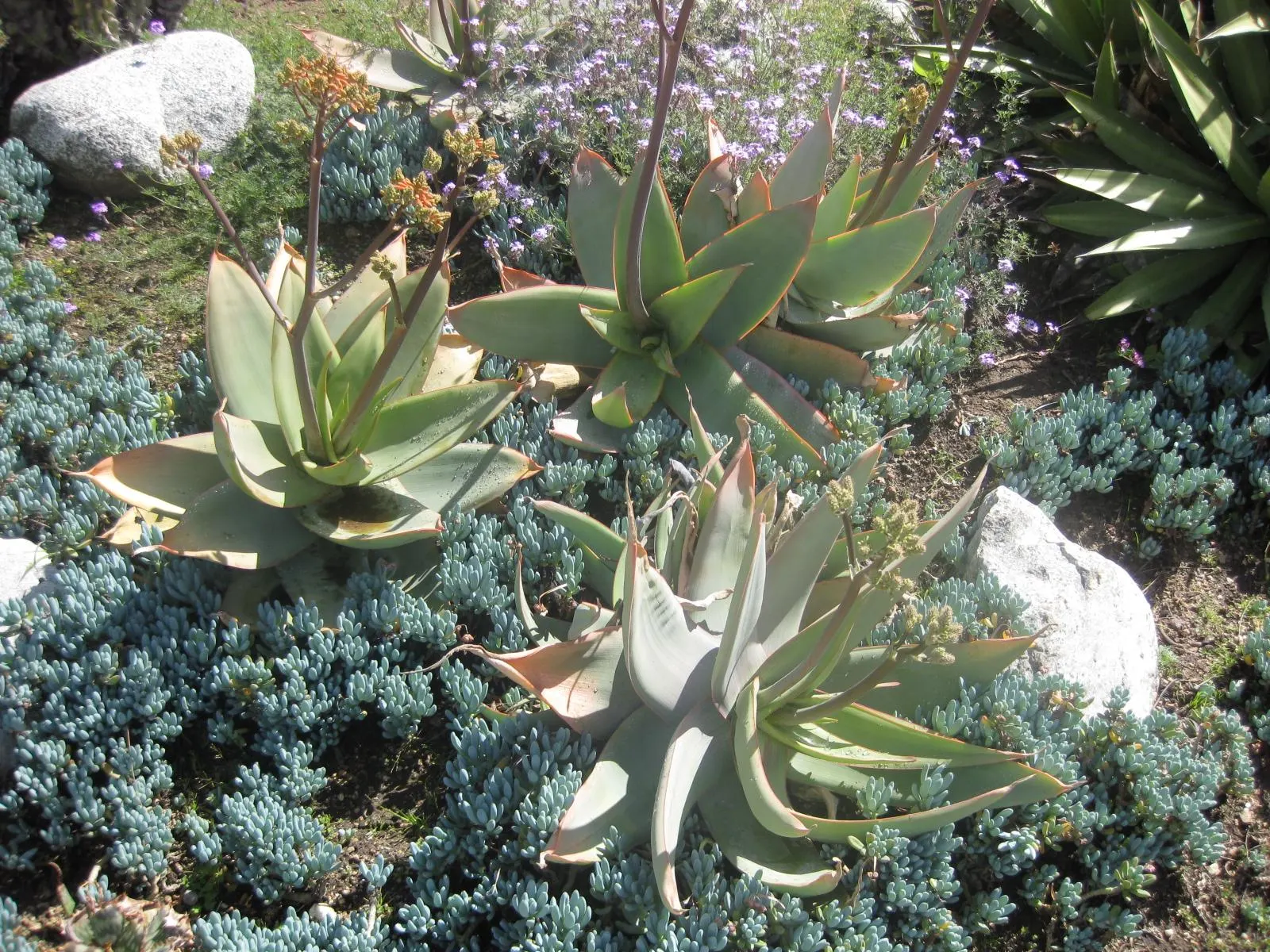 Coral Aloe (Aloe Striata) — Coral Aloe typically reaches heights of about 18 inches with an equal spread, forming handsome rosettes; coral Aloe is