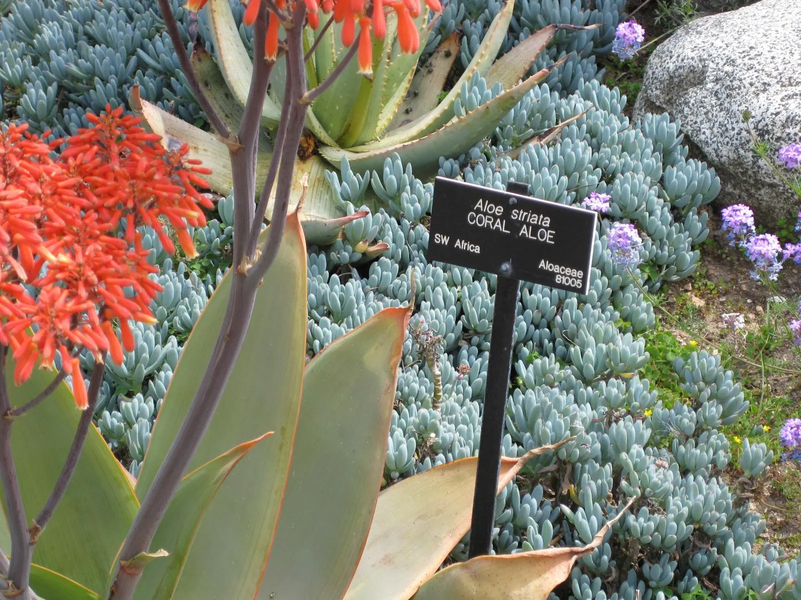 Coral Aloe (Aloe Striata) — drought-tolerant succulent known for its smooth; the leaves boast a smooth