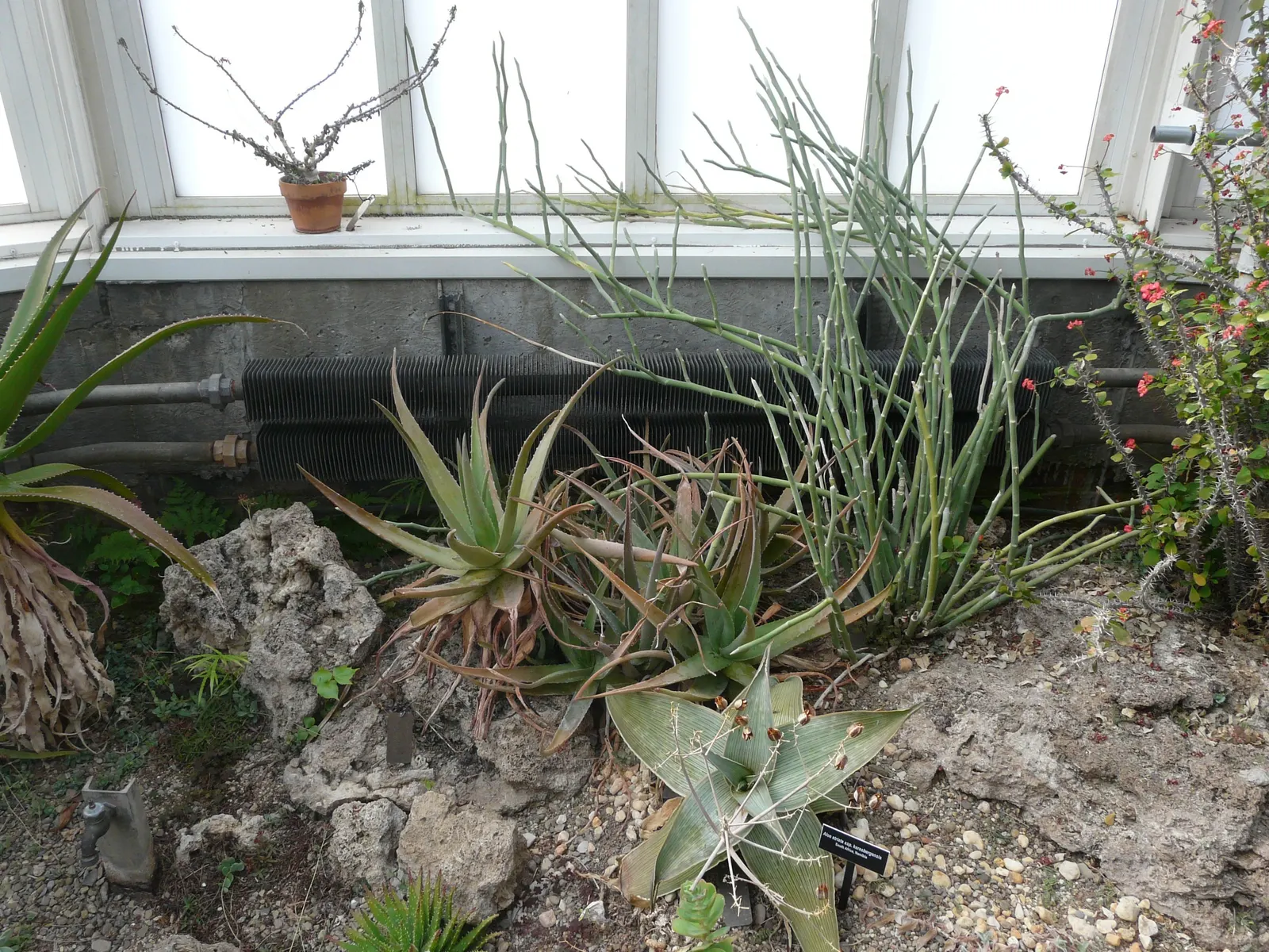 Coral Aloe (Aloe Striata) — Aloe striata produces striking coral-red flower spikes that vividly stand above the foliage