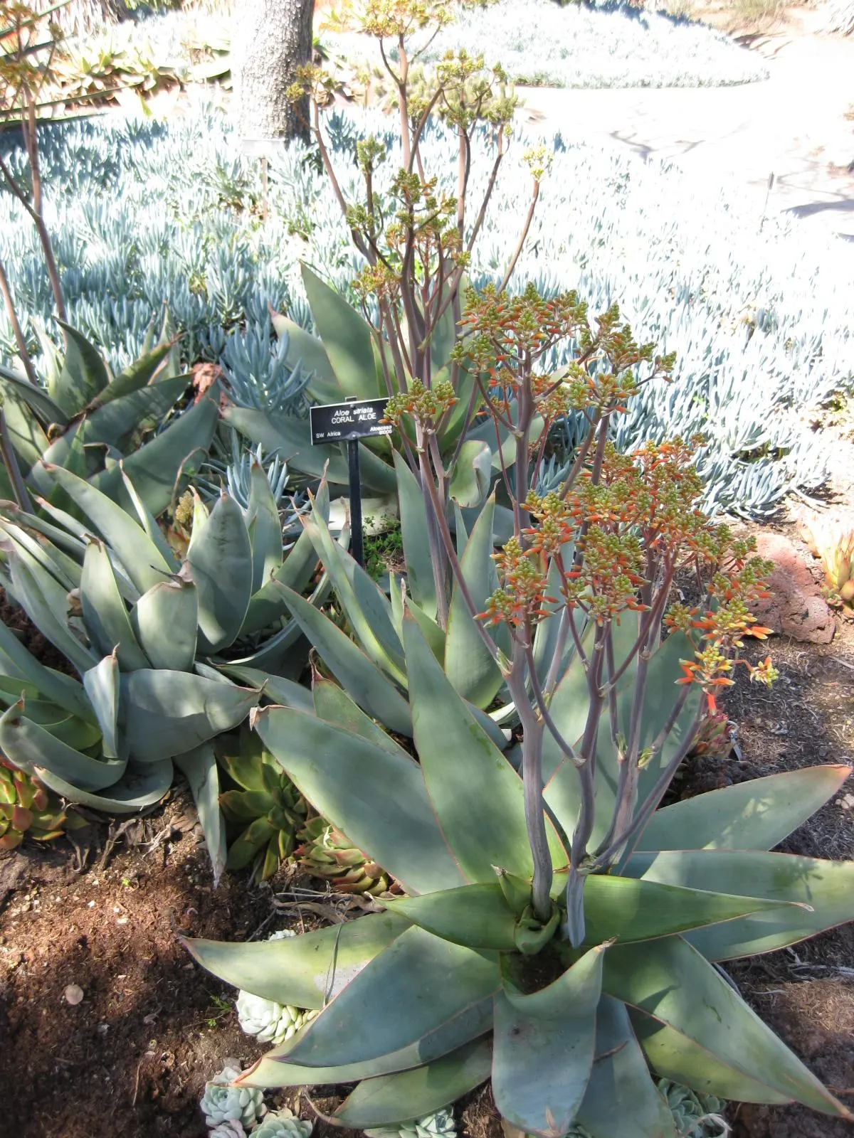 Coral Aloe (Aloe Striata) — Ideal for xeriscapes and rock gardens, it adds architectural interest and requires minimal maintenance; reaching heights of up to 3