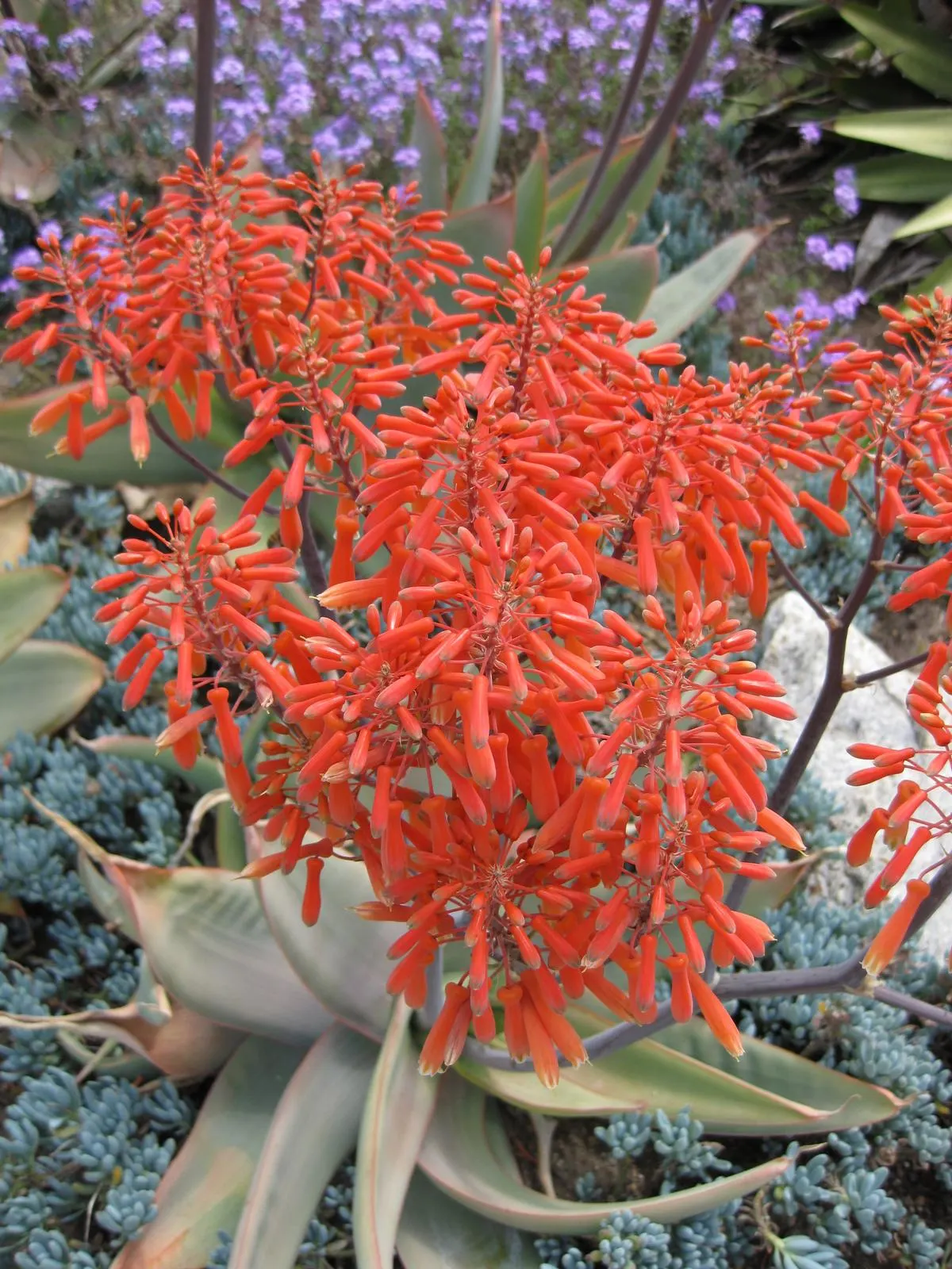 Coral Aloe (Aloe Striata) — With its origins in South Africa, this hardy plant adds an exotic touch to any landscape; spineless edge with a unique coral-pink