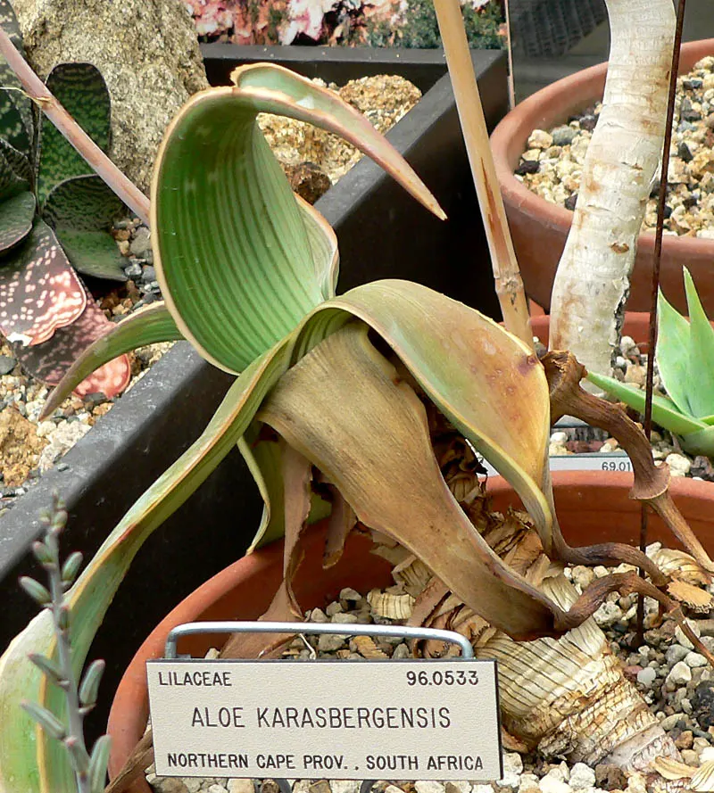 Coral Aloe (Aloe Striata) — Coral Aloe is frost-sensitive; thus