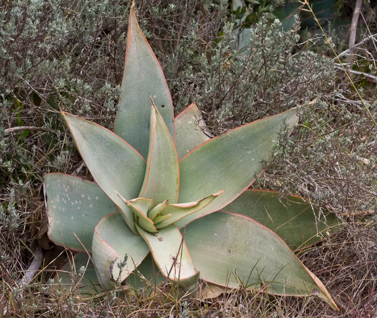 Coral Aloe (Aloe Striata) — a striking contrast to the pale blue-green center.<br><br>In late winter to early spring