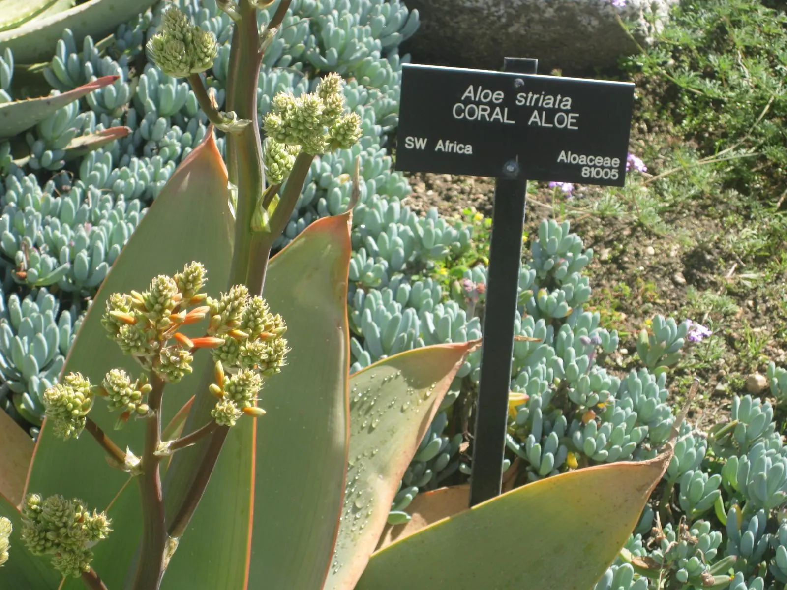 Coral Aloe (Aloe Striata) — This evergreen plant thrives in well-drained soil and full sun to partial shade