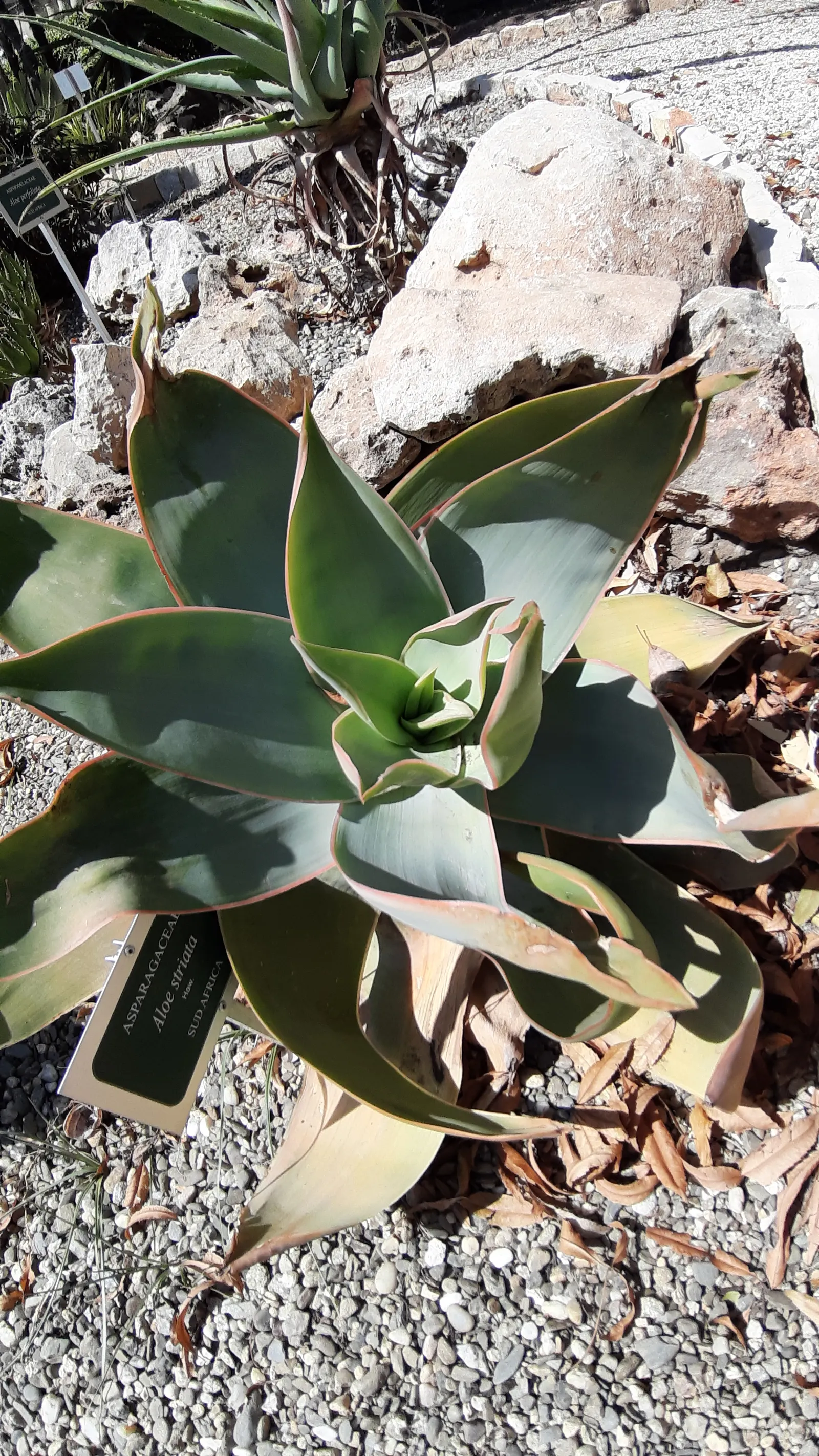 Coral Aloe (Aloe Striata) — It reaches up to 18 inches in height and spreads up to 24 inches, creating a rosette form