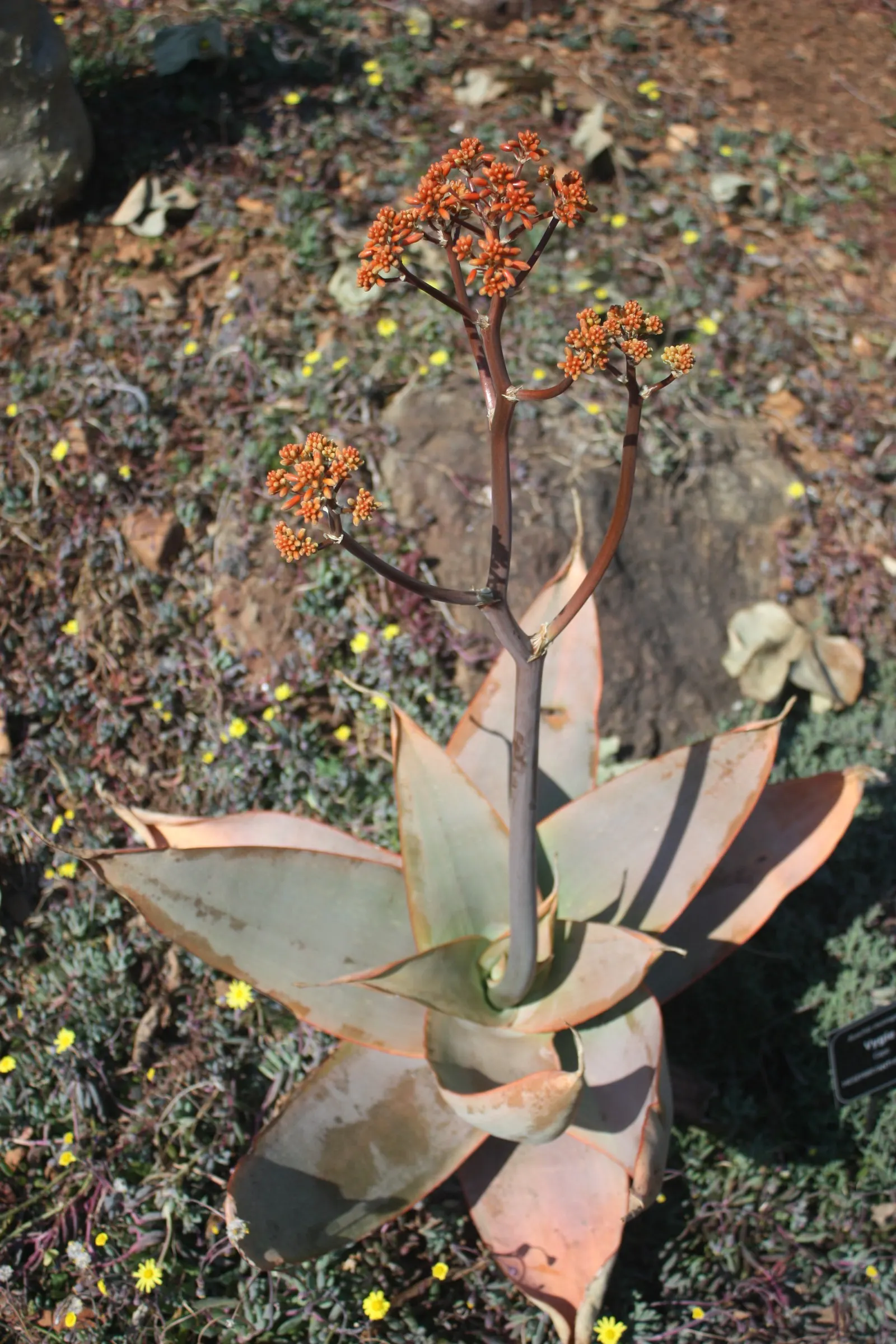 Coral Aloe (Aloe Striata) — scientifically known as Aloe striata; orange and red flowers in the garden