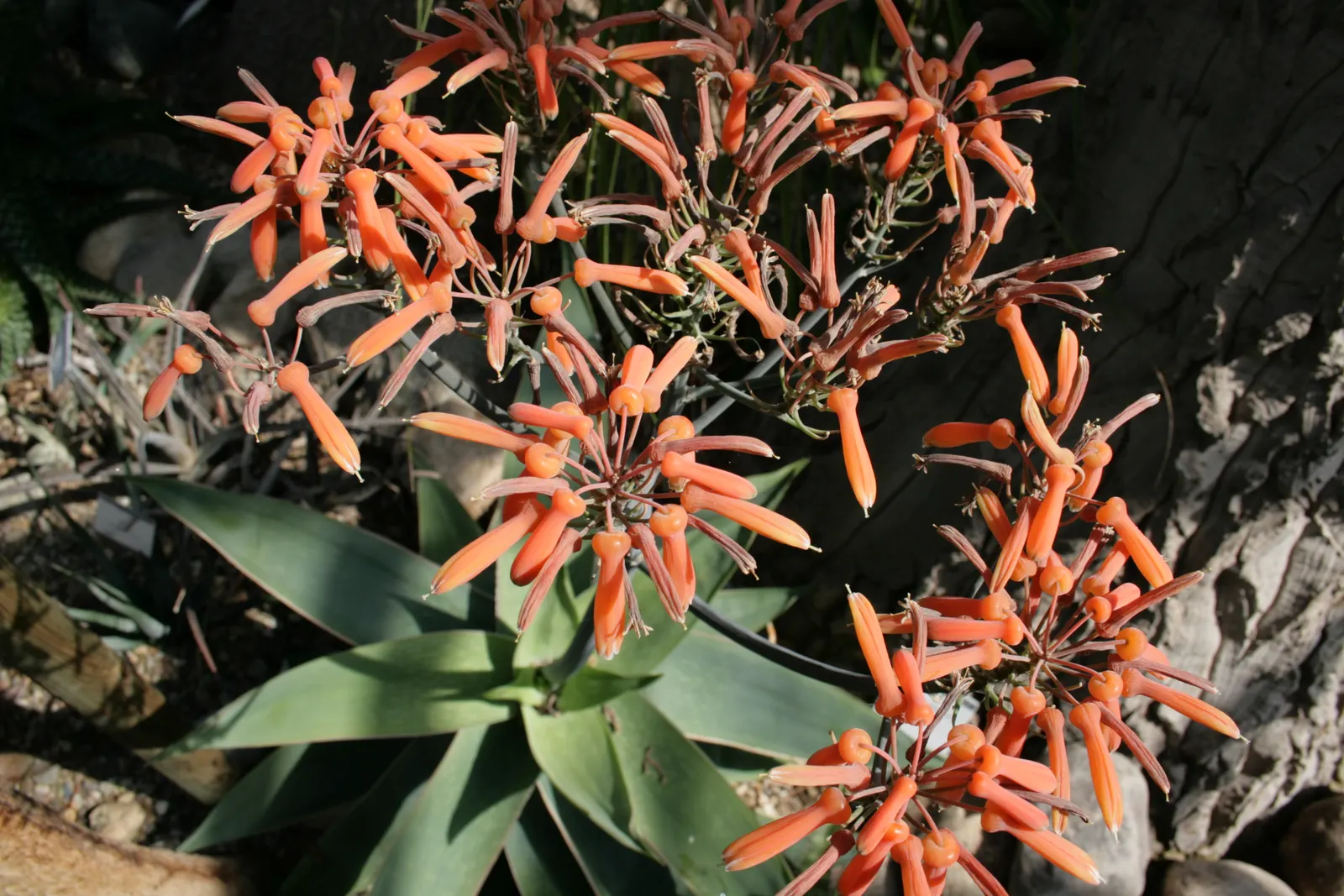 Coral Aloe (Aloe Striata) — orange and red flowers in the garden