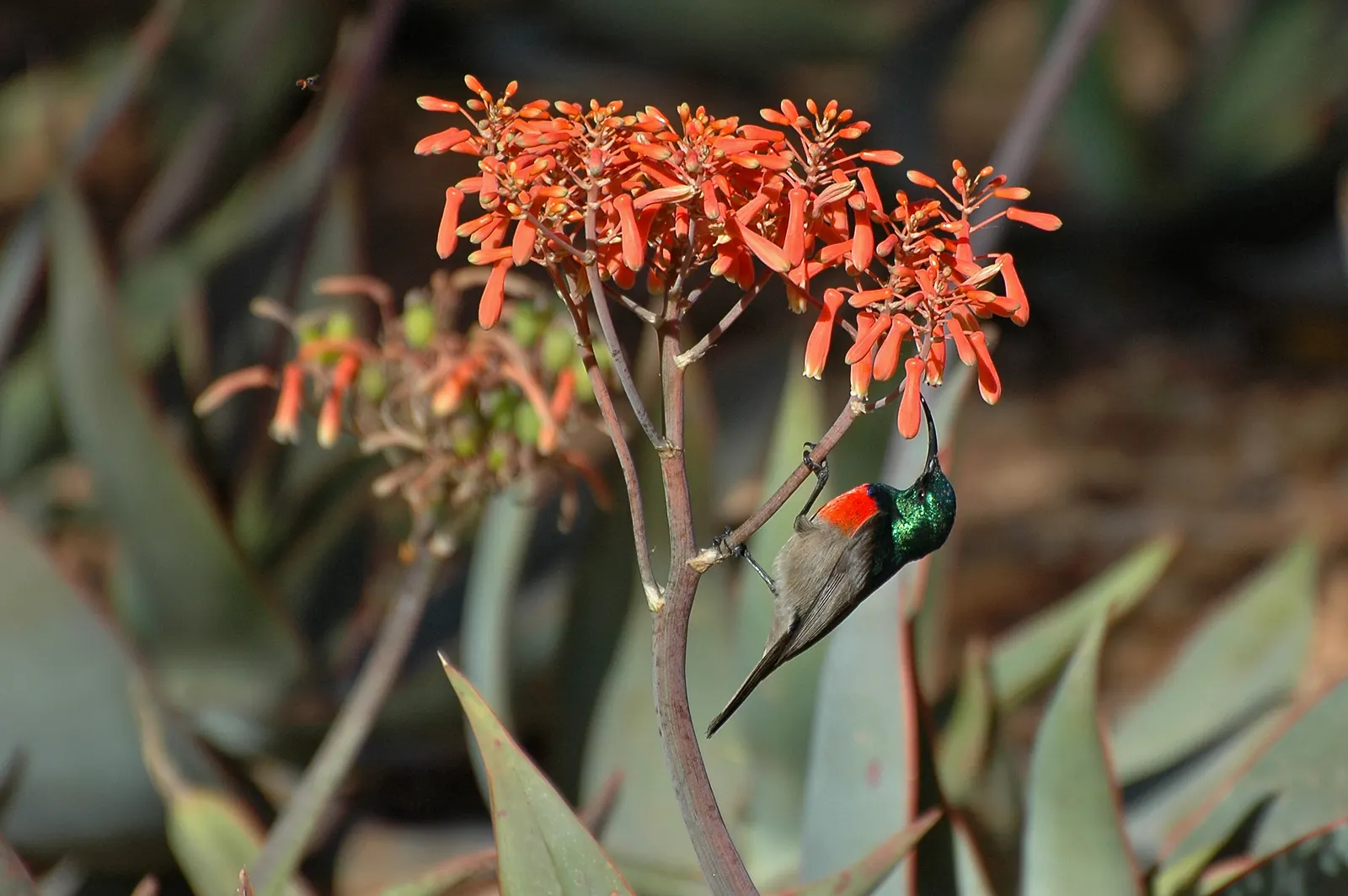 Coral Aloe (Aloe Striata) — This evergreen plant thrives in well-drained soil and full sun to partial shade; is a prized succulent for its distinctive foliage