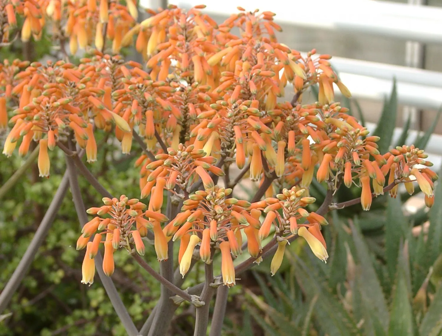 Coral Aloe (Aloe Striata) — Aloe striata's low maintenance and high impact make it a superb choice for modern and water-wise landscapes