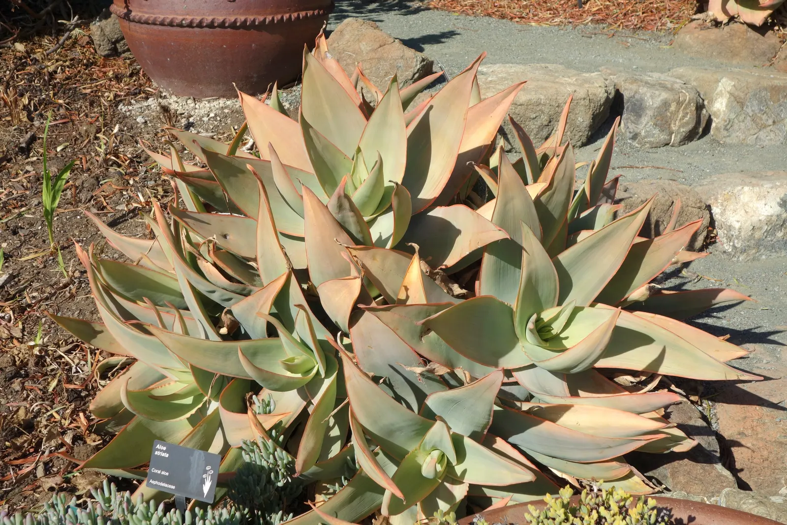 Coral Aloe (Aloe Striata) — The leaves boast a smooth