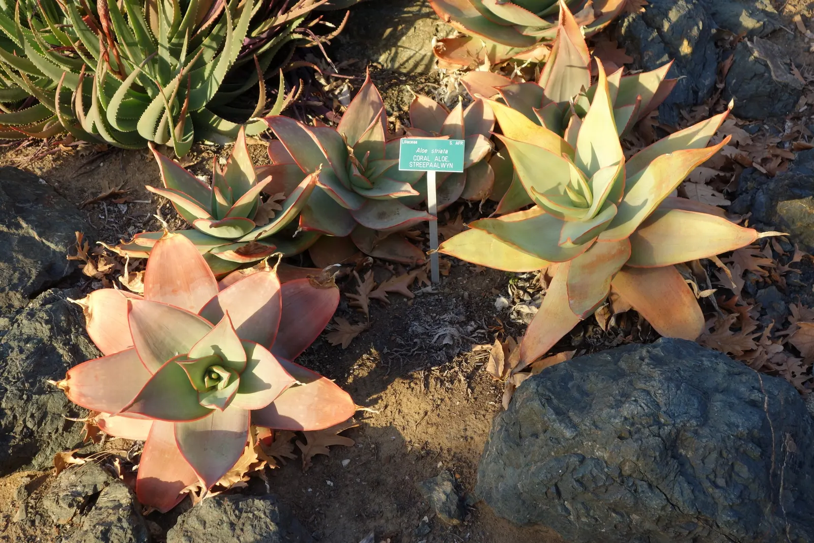 Coral Aloe (Aloe Striata) — reaching heights of up to 3 feet