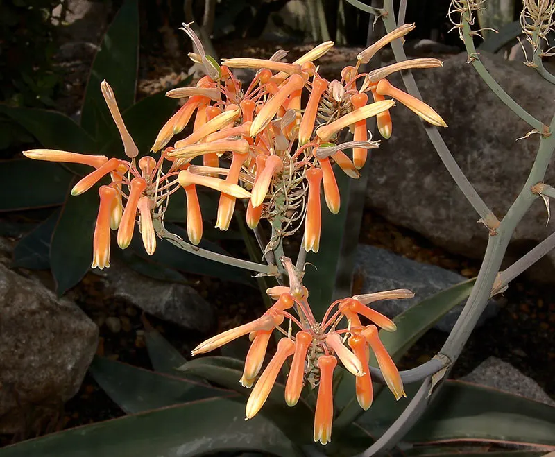 Coral Aloe (Aloe Striata) — Ideal for xeriscapes and rock gardens, it adds architectural interest and requires minimal maintenance