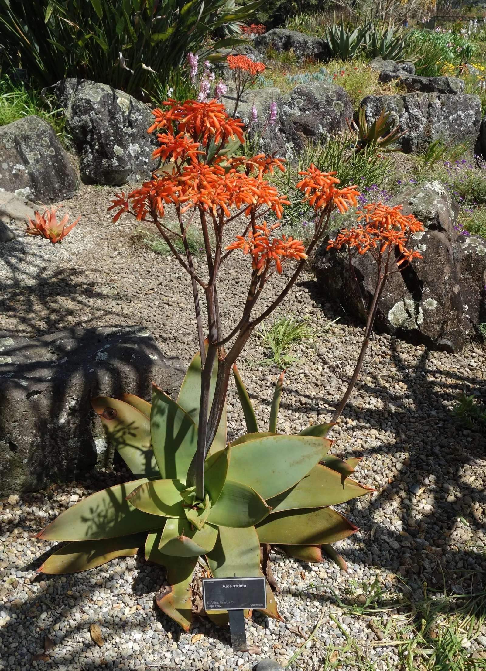Coral Aloe (Aloe Striata) — spineless edge with a unique coral-pink margin