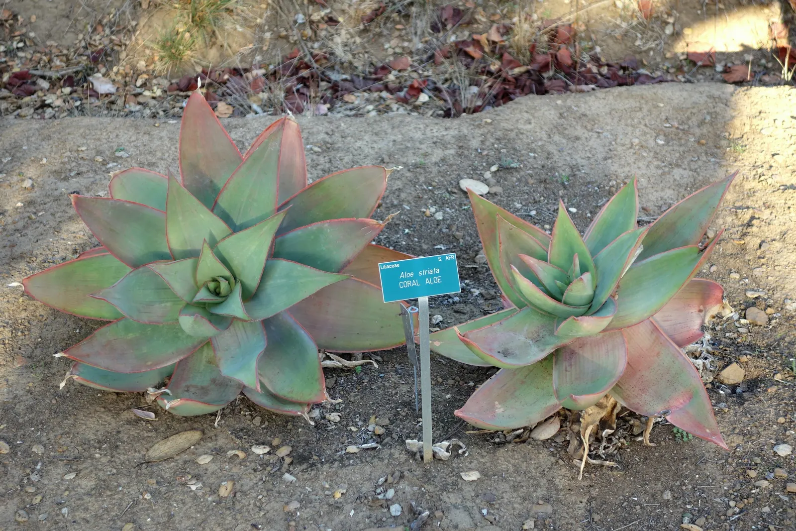 Coral Aloe (Aloe Striata) — It tolerates drought but benefits from occasional watering during extended dry periods