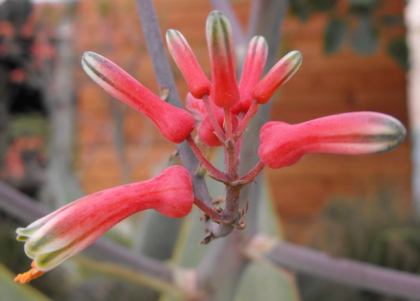 Coral Aloe (Aloe Striata) — The Coral Aloe (Aloe striata) is a striking