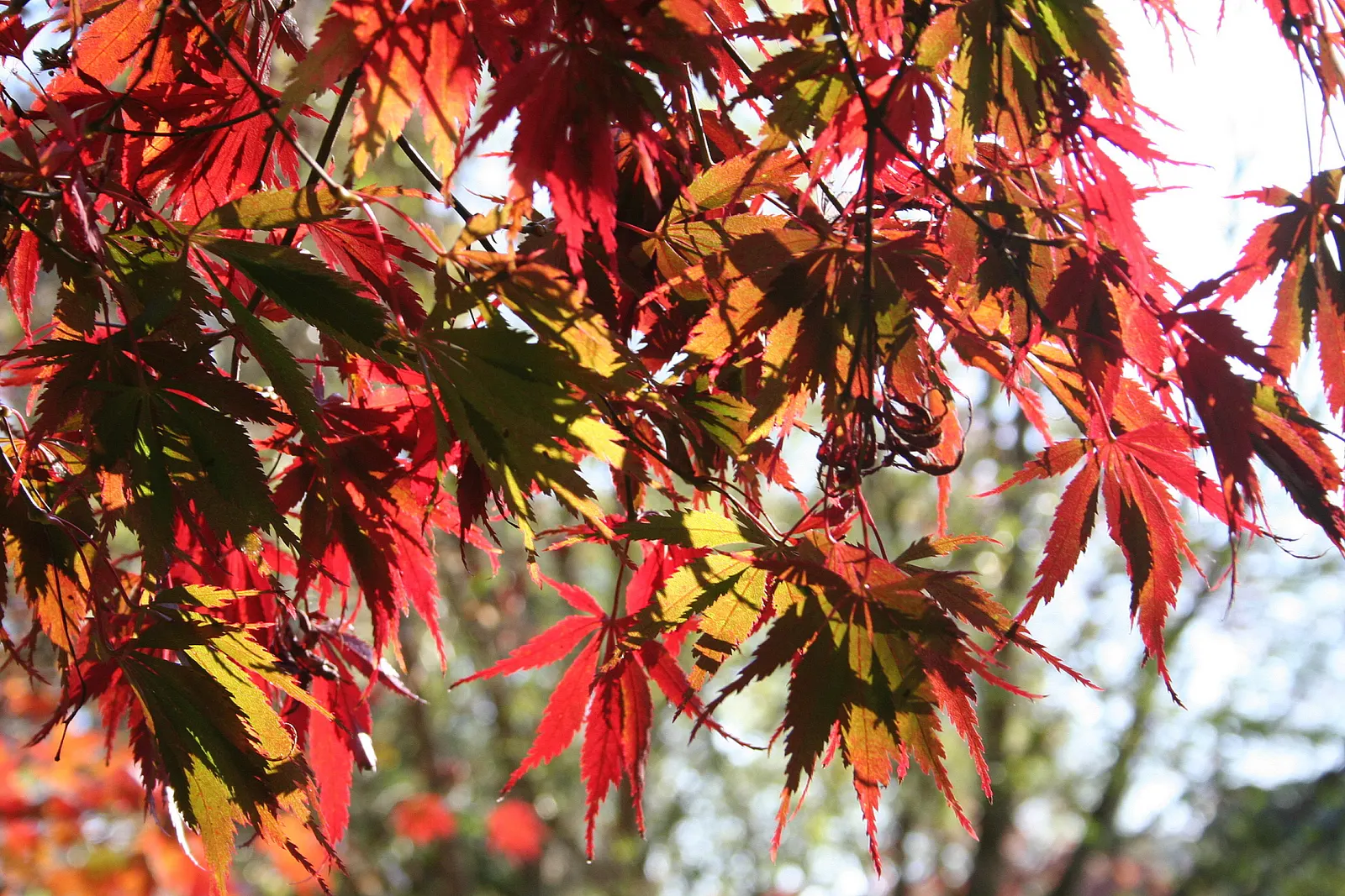 Burgundy Lace Japanese Maple (Acer Palmatum 'Burgundy Lace') — finely cut burgundy leaves that mature to a deep