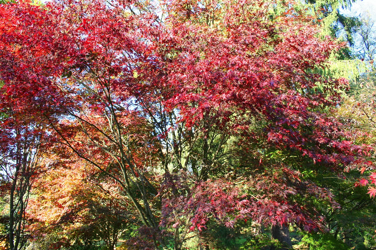 Burgundy Lace Japanese Maple (Acer Palmatum 'Burgundy Lace') — and burst into vibrant red hues in fall