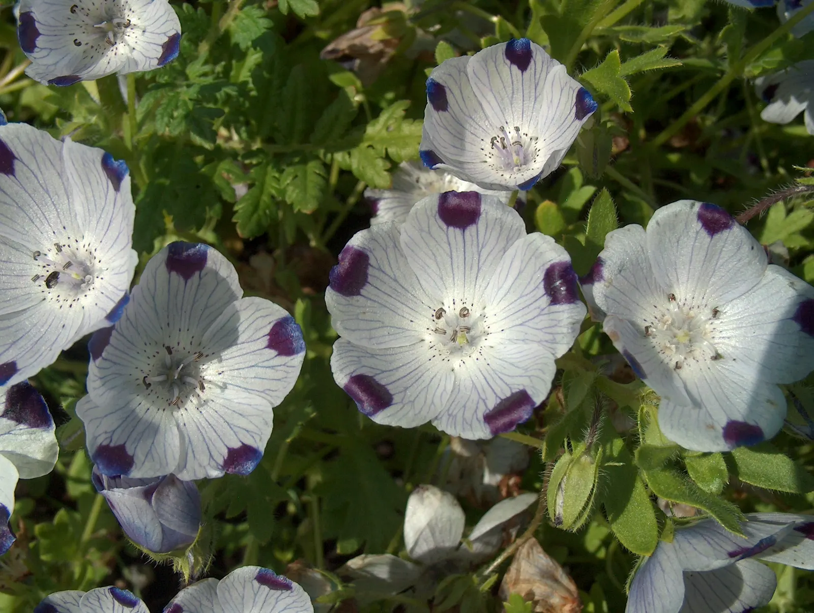 Five-Spot Nemophila (Nemophila Maculata) — They require well-drained soils with a high organic content to flourish